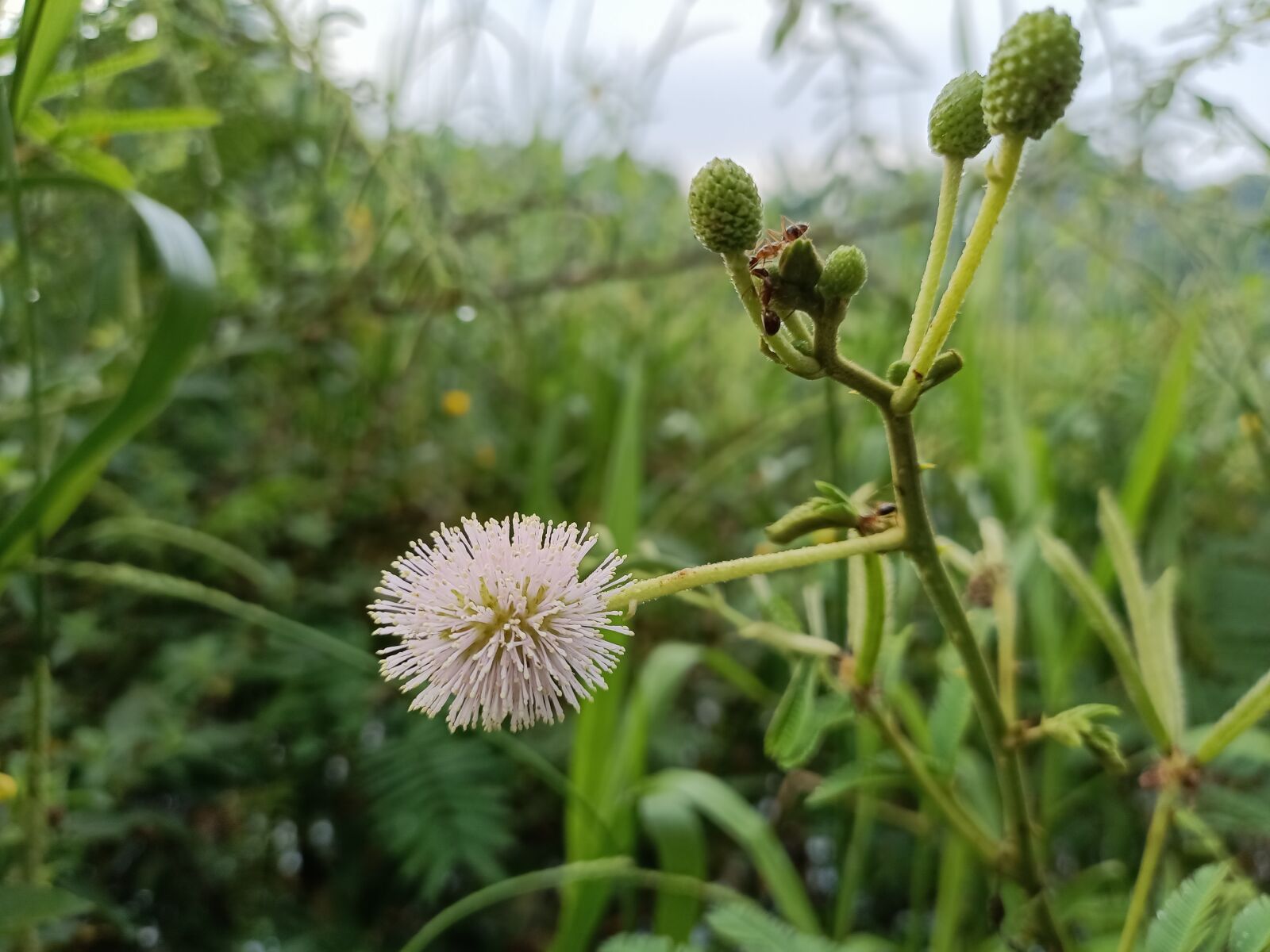 OPPO RENO3 sample photo. Plant, wild plants, nature photography