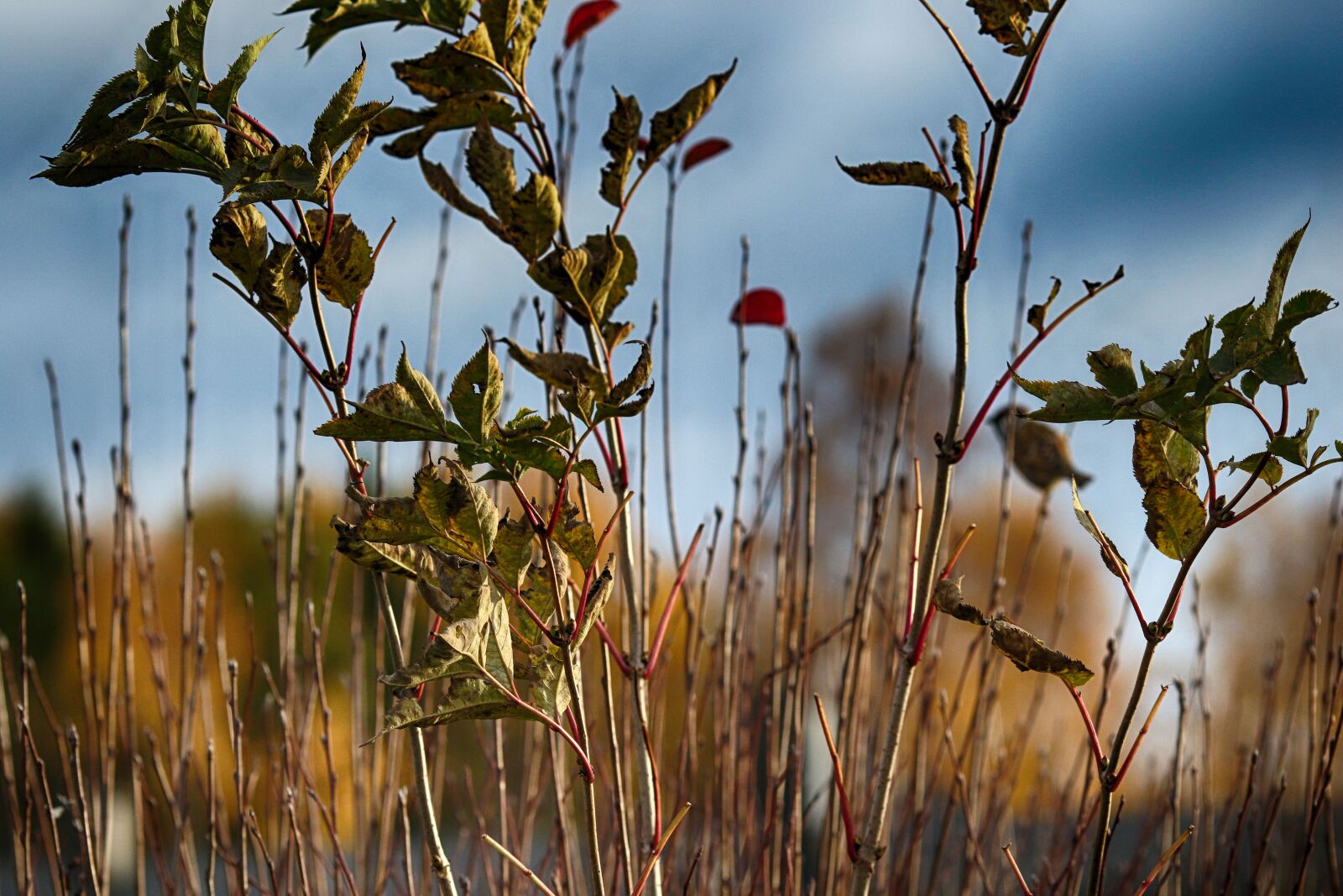 Canon EOS 7D Mark II + Canon EF 135mm F2L USM sample photo. Straw, nature, landscape photography