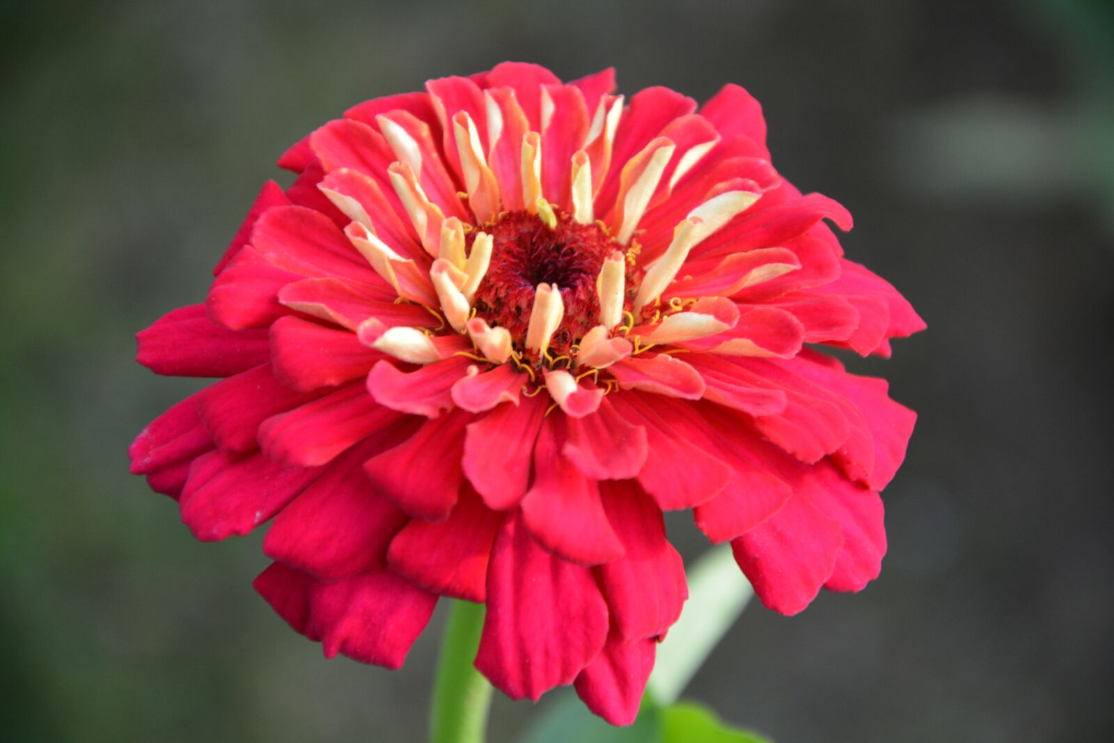 Nikon D5200 sample photo. Red flower, red petals photography