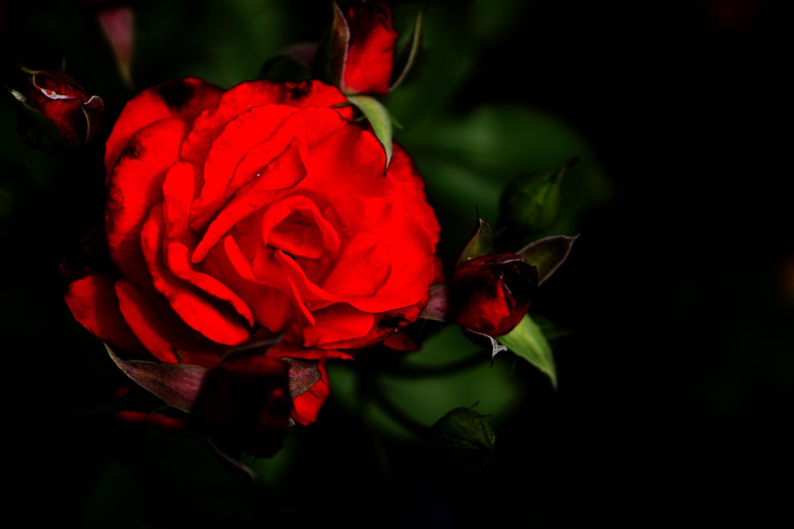 E 50mm F1.8 OSS sample photo. Red rose, rose, flowers photography