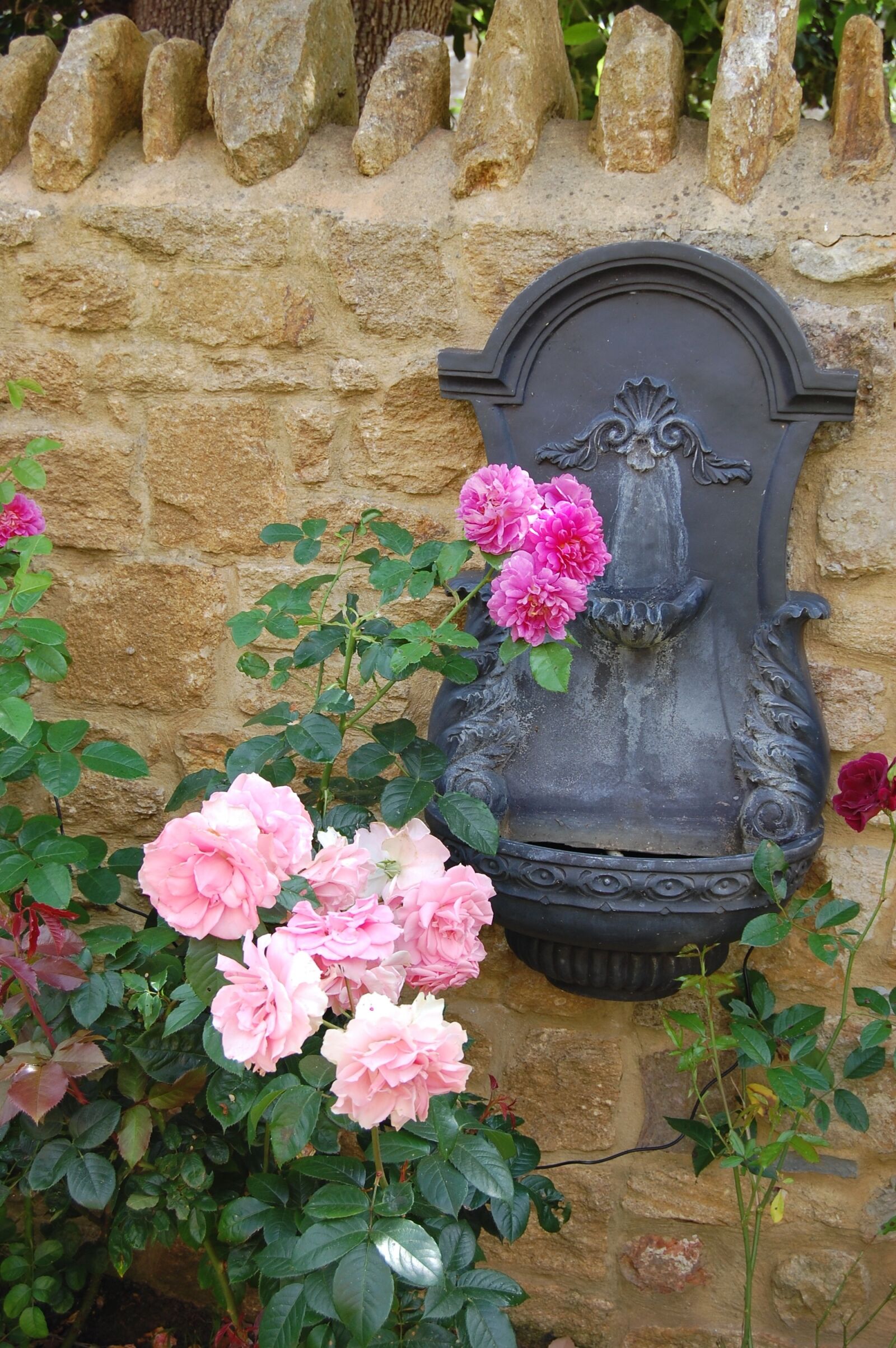 Nikon D40 sample photo. Rose, pink flowers, fountain photography