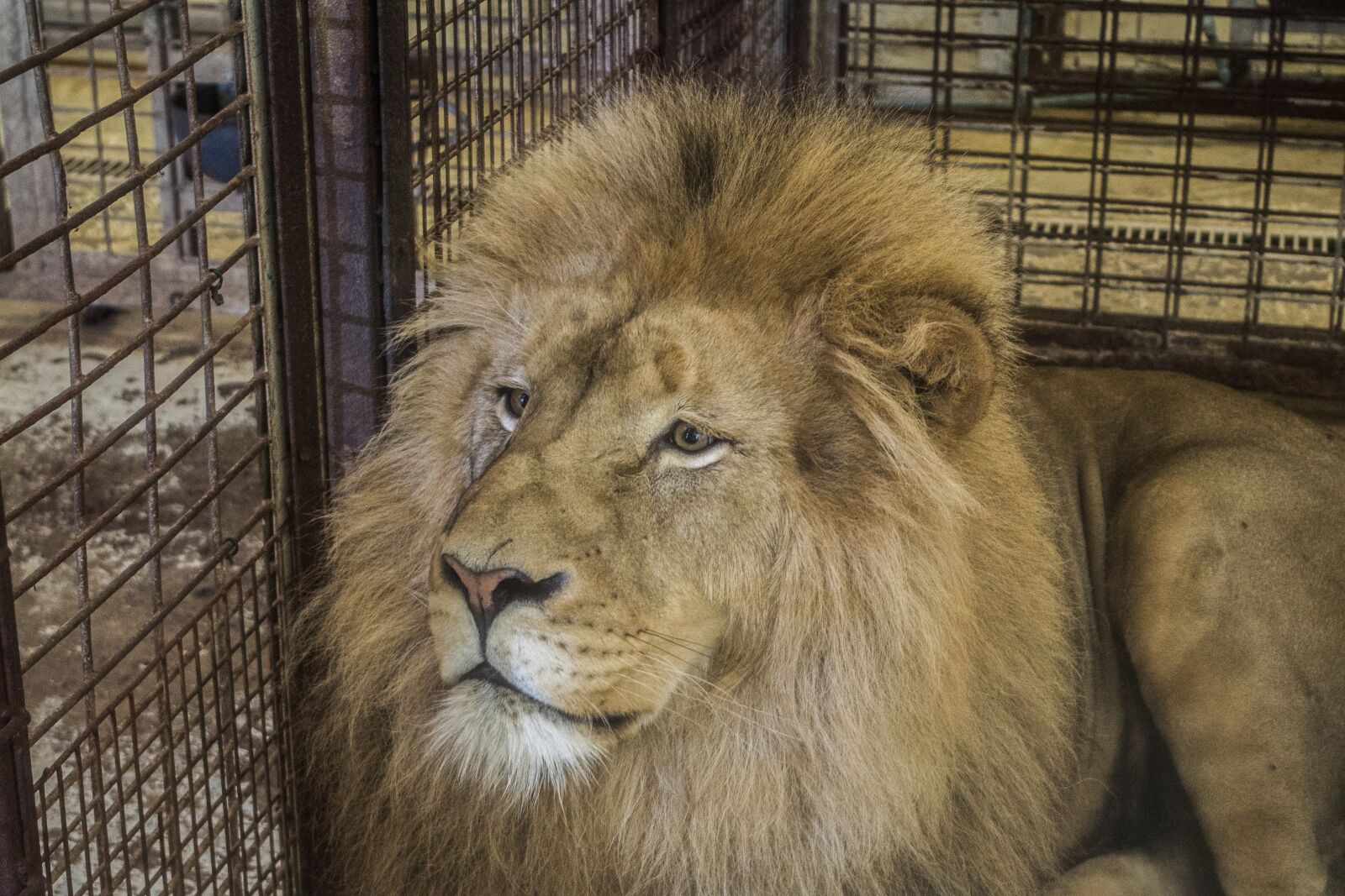 Pentax K-S2 sample photo. Mammal, lion, portrait photography