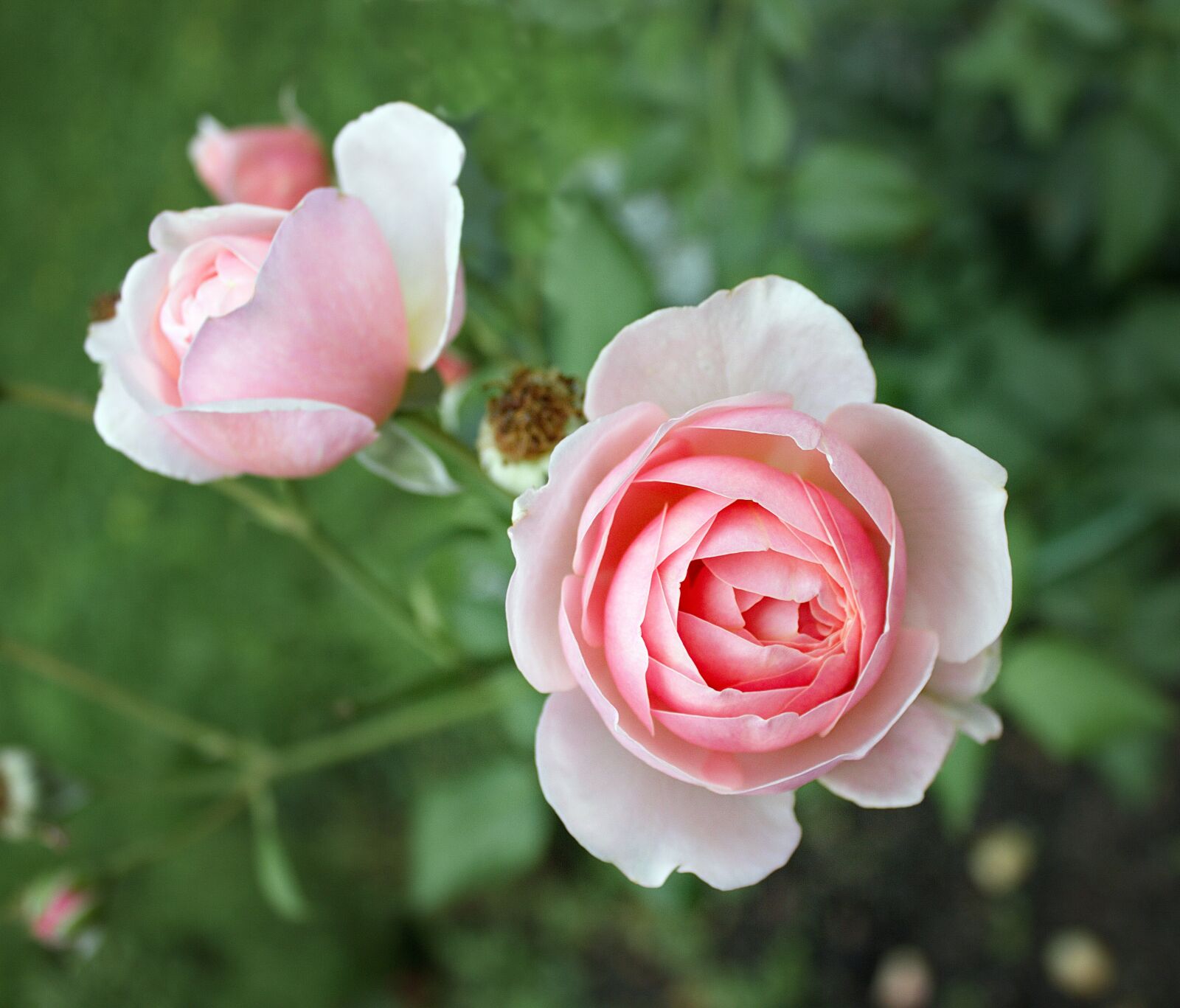 Canon EOS 550D (EOS Rebel T2i / EOS Kiss X4) sample photo. Nature, the flowers, rose photography