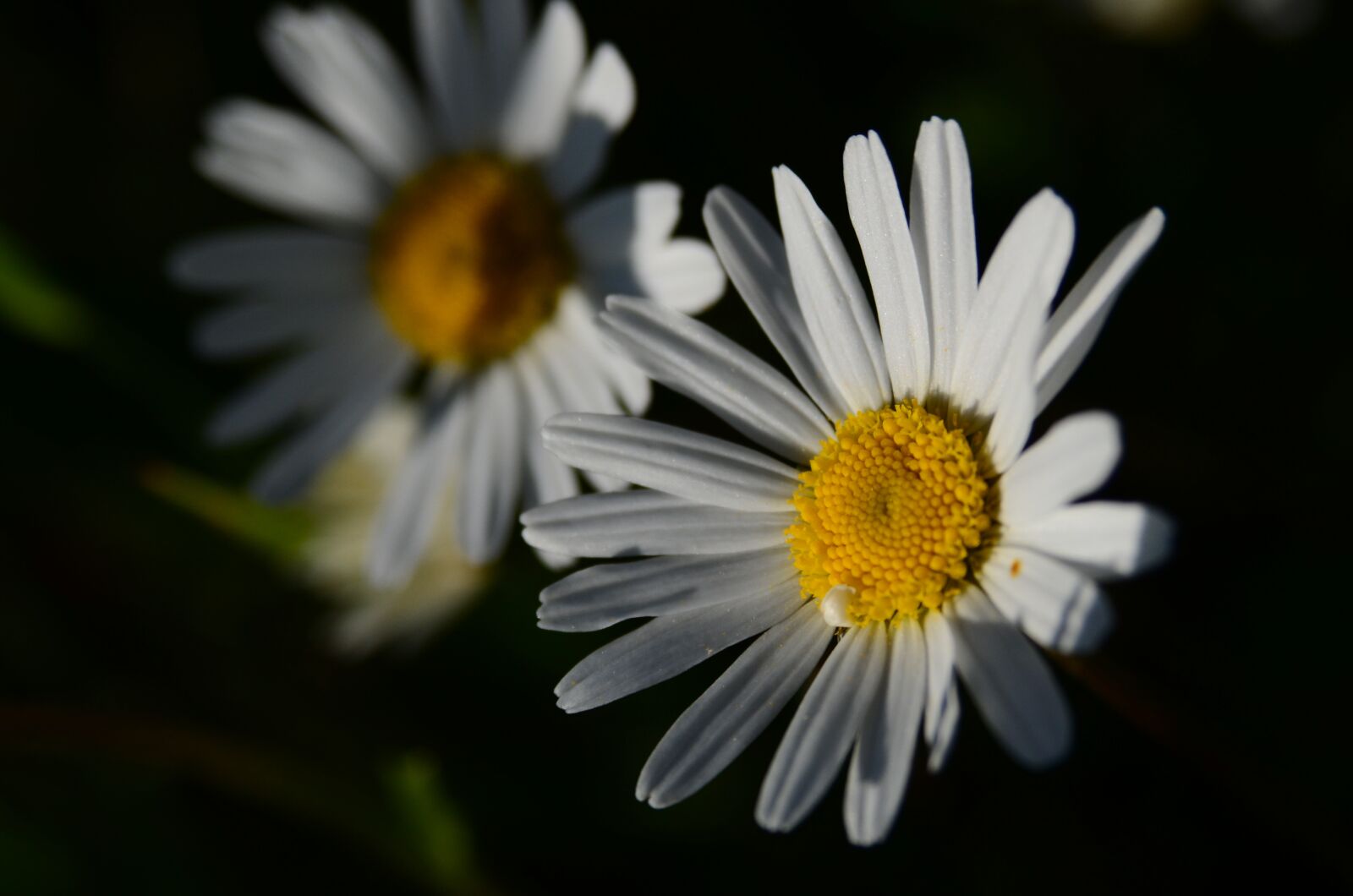Nikon D7000 sample photo. Margarite, blossom, bloom photography