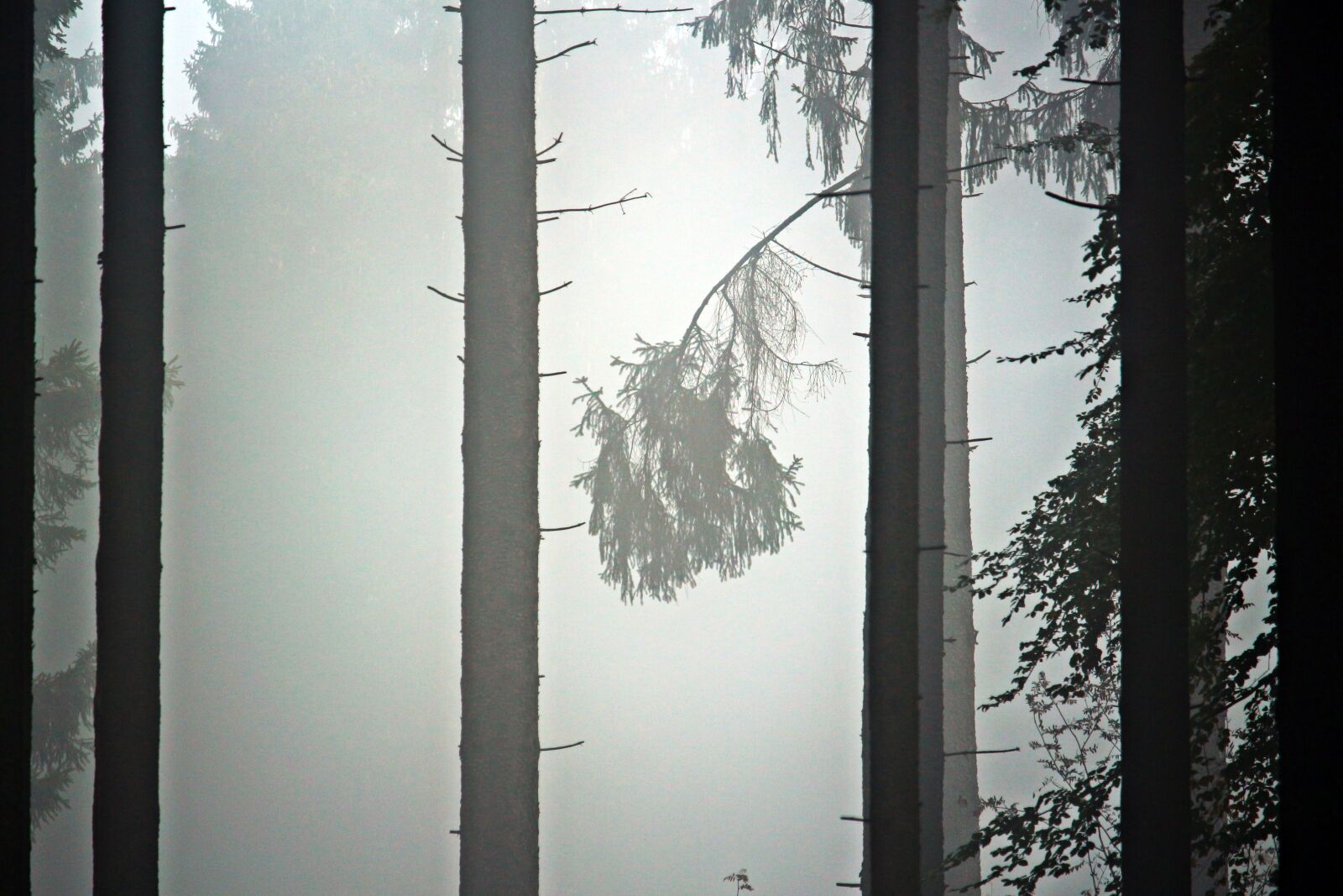 Canon EOS 100D (EOS Rebel SL1 / EOS Kiss X7) sample photo. Fog, trees, forest photography