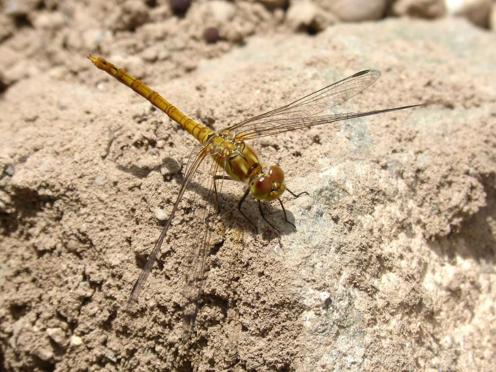 Panasonic DMC-FZ62 sample photo. Dragonfly, yellow dragonfly, rock photography