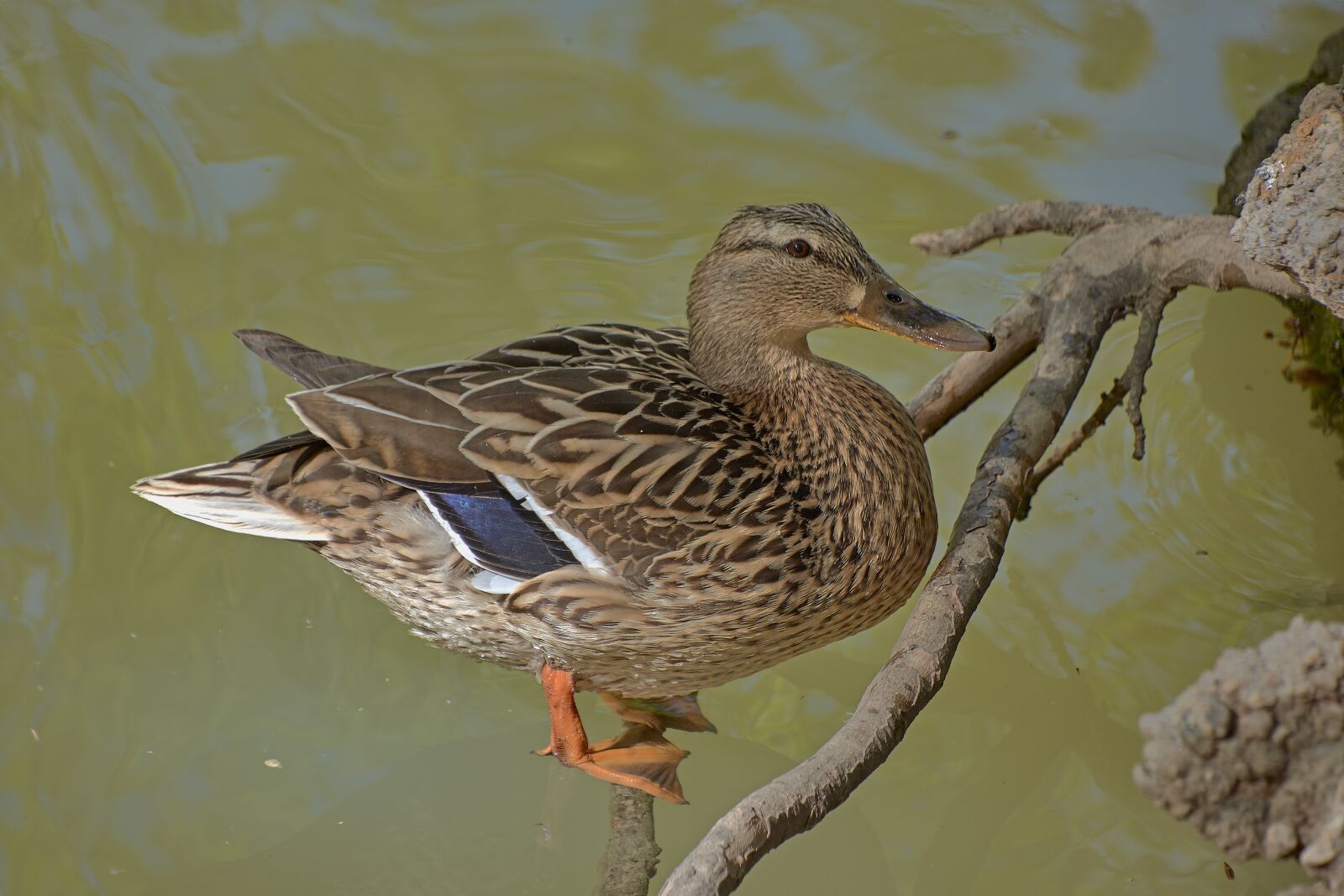 Nikon D7200 sample photo. Duck, water, animals photography