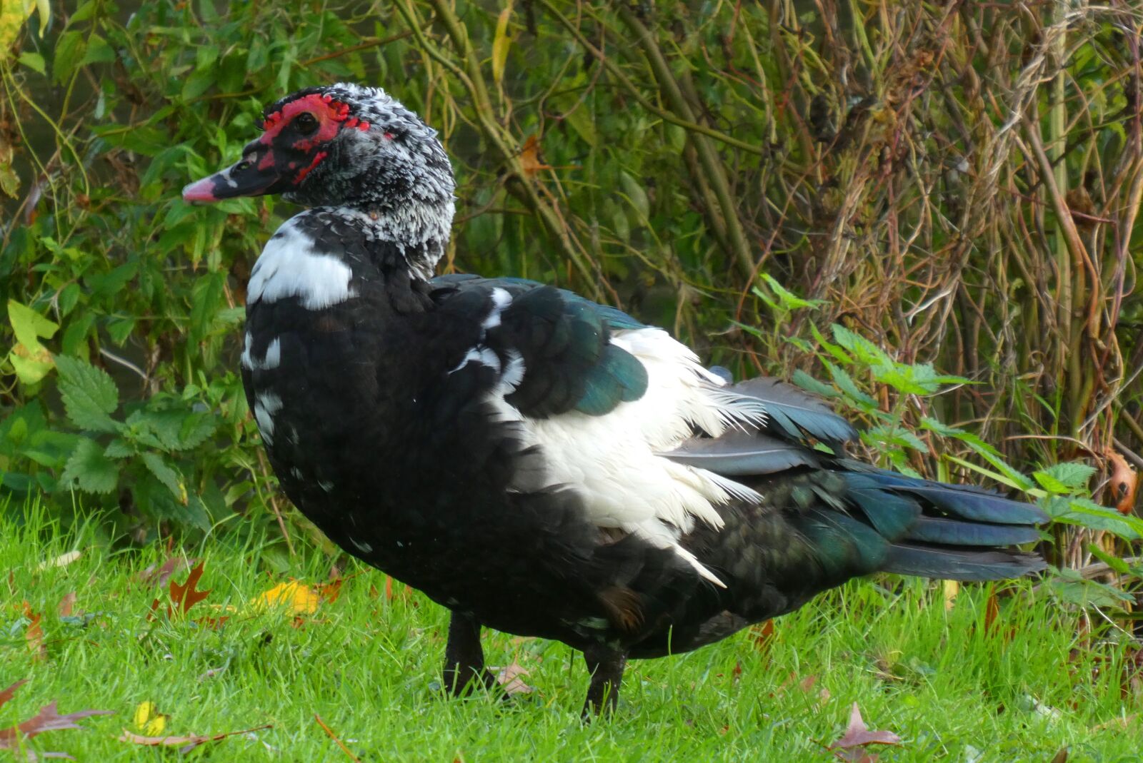 Panasonic Lumix DC-ZS70 (Lumix DC-TZ90) sample photo. Muscovy duck, black, ducks photography