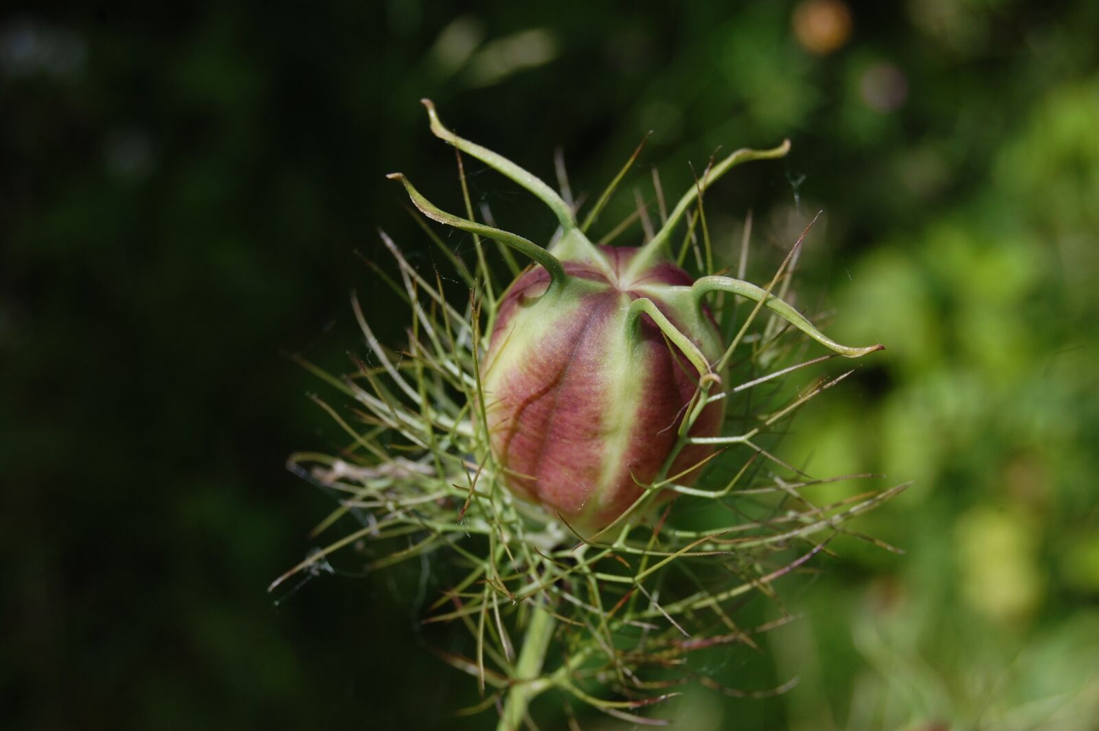 Nikon D40 sample photo. Nigella, fruit, faded photography