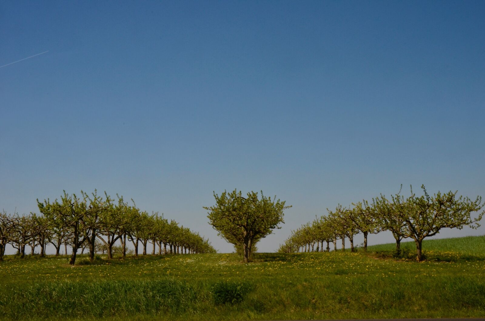 Nikon D5100 sample photo. Fruit trees, orchard, spring photography