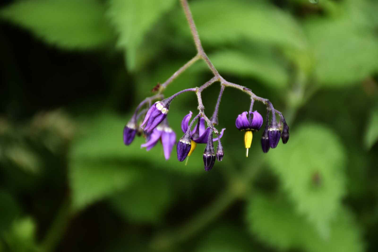 Nikon D7200 sample photo. Belladonna, deadly nightshade, flower photography