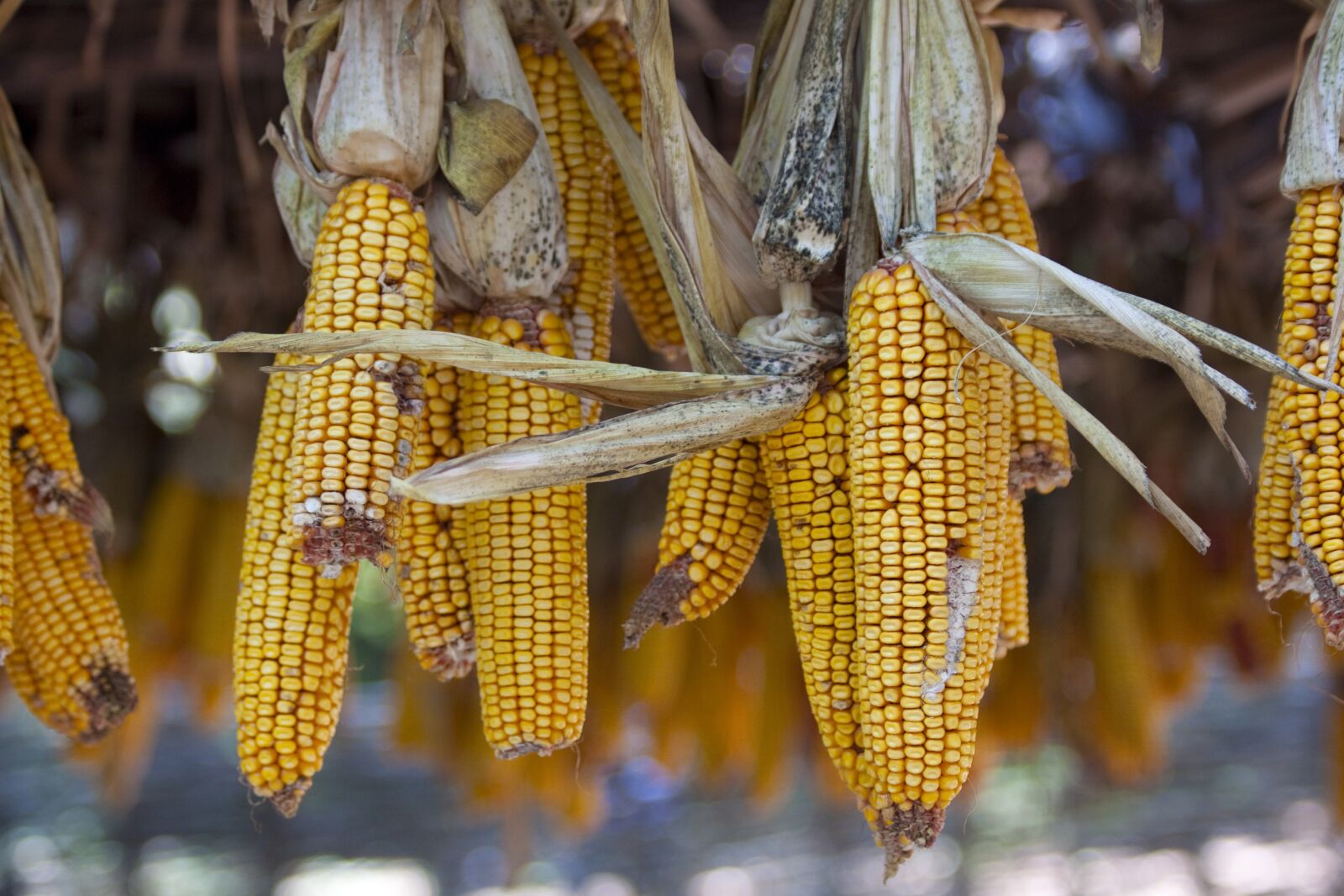 Canon EOS 50D sample photo. Corn on the cob photography