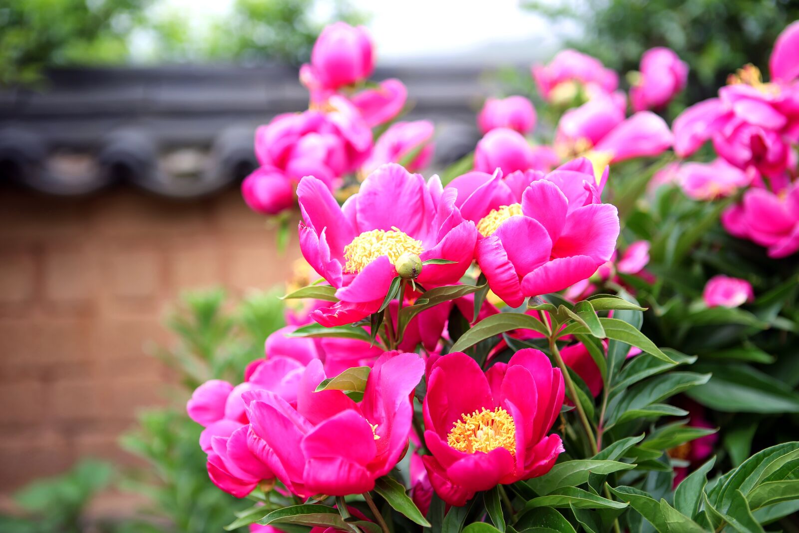 Canon EOS 5D Mark III sample photo. Peony, the, peonies photography