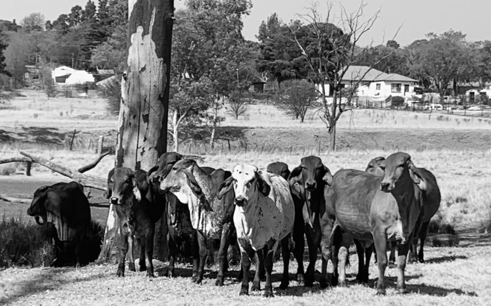Apple iPhone XR sample photo. Cows, brahmans, farm photography