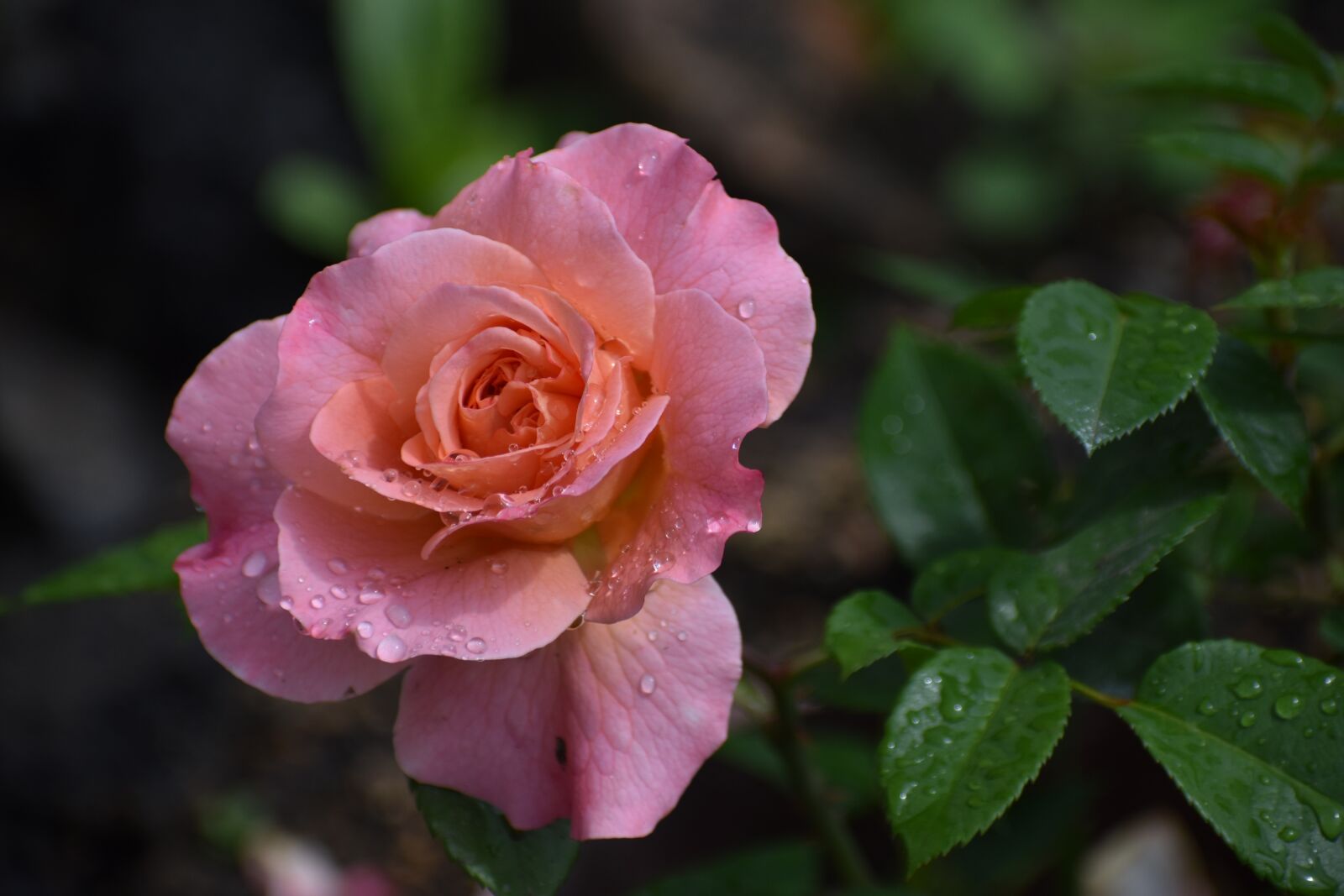 Nikon D3400 sample photo. Rose, flower, drops photography