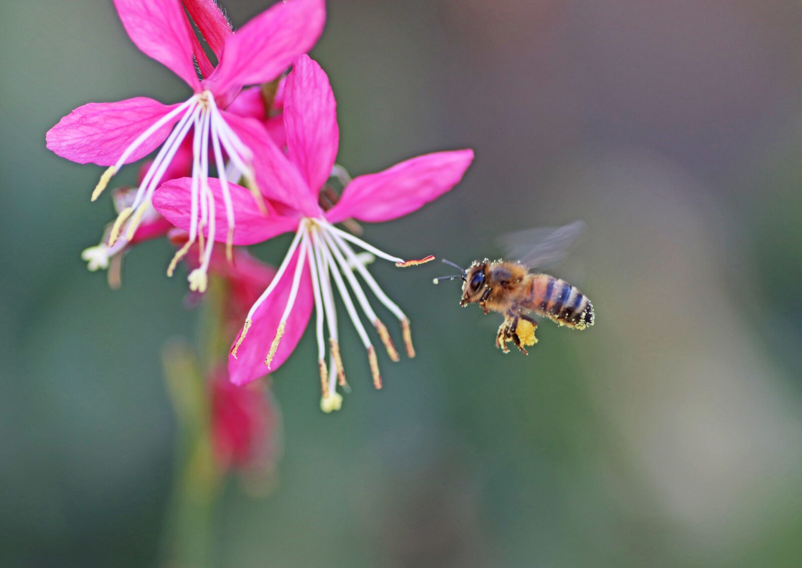 Tamron SP 90mm F2.8 Di VC USD 1:1 Macro sample photo. Bee, insect, flying photography
