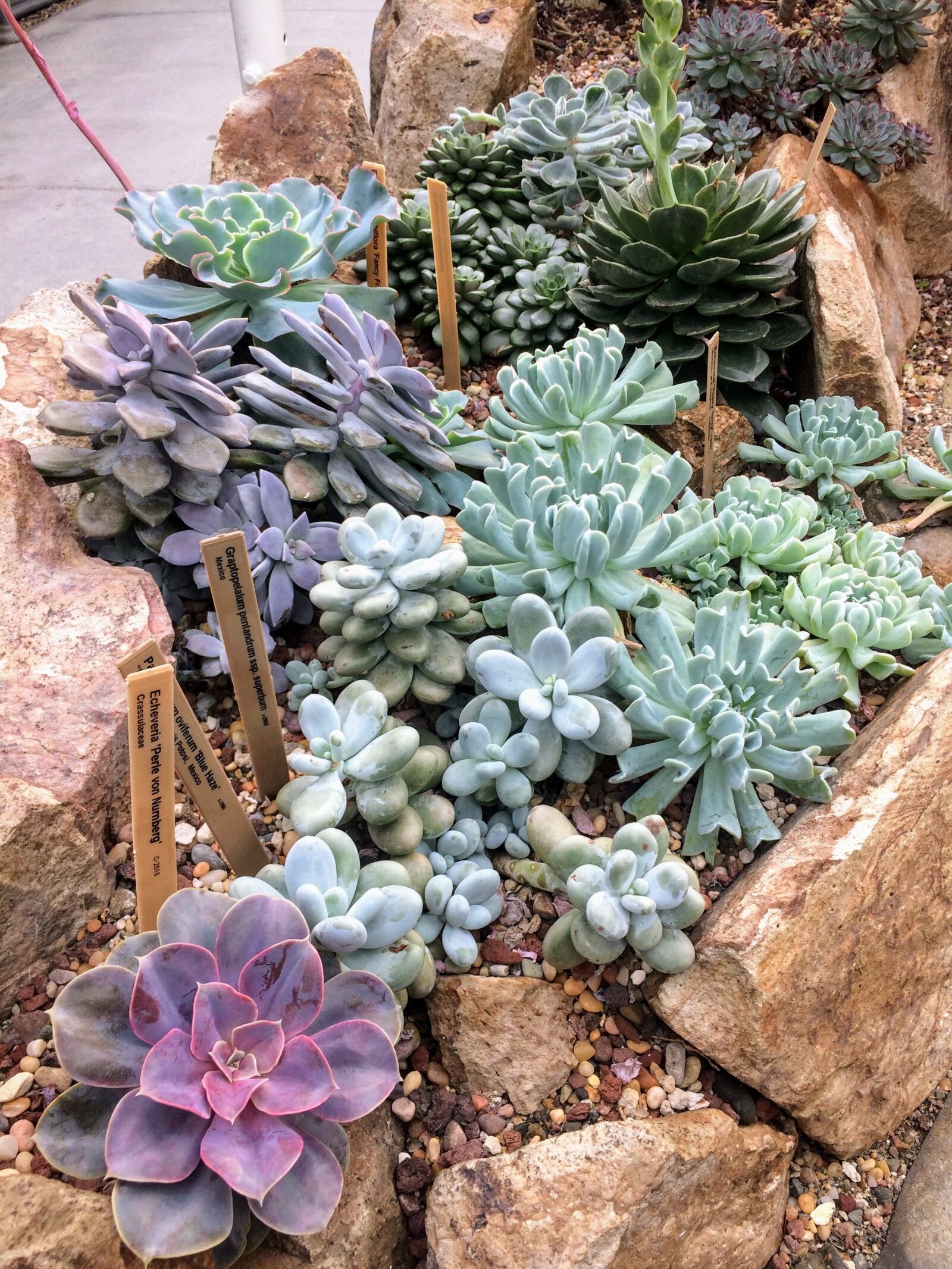 iPhone 5s back camera 4.15mm f/2.2 sample photo. Succulent, succulents, plant photography
