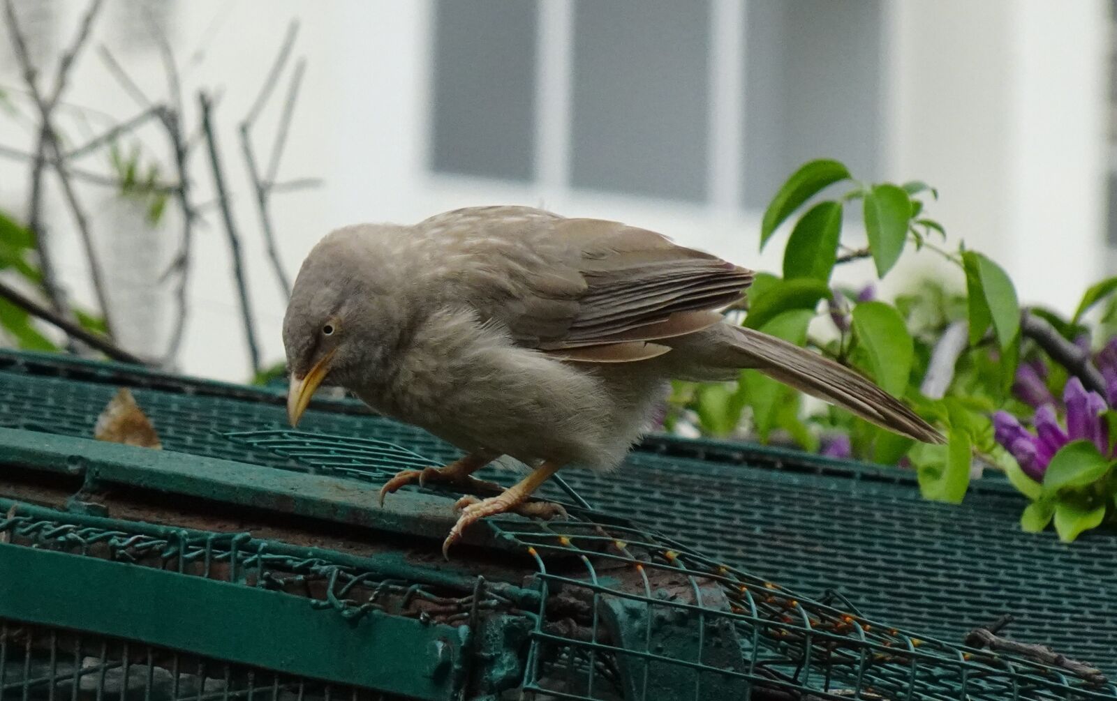 Sony DSC-WX800 sample photo. Bird, babbler, jungle babbler photography