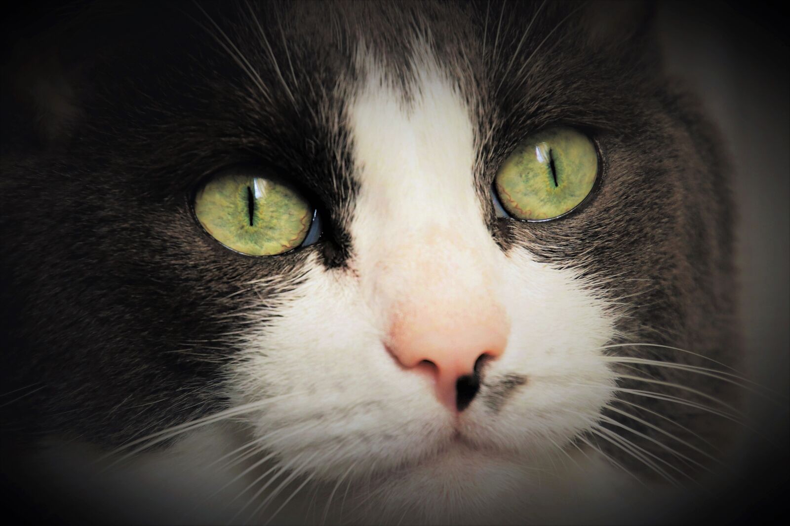 Canon EOS 80D sample photo. Eyes, cat, portrait photography