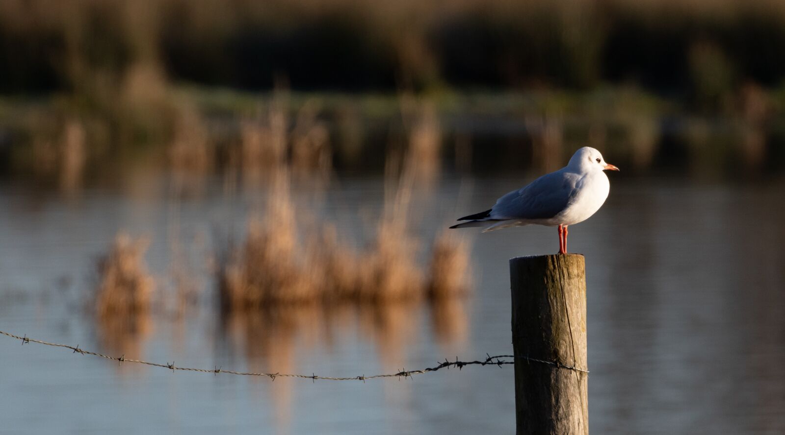 Canon EOS 7D Mark II sample photo. Bird on a post photography