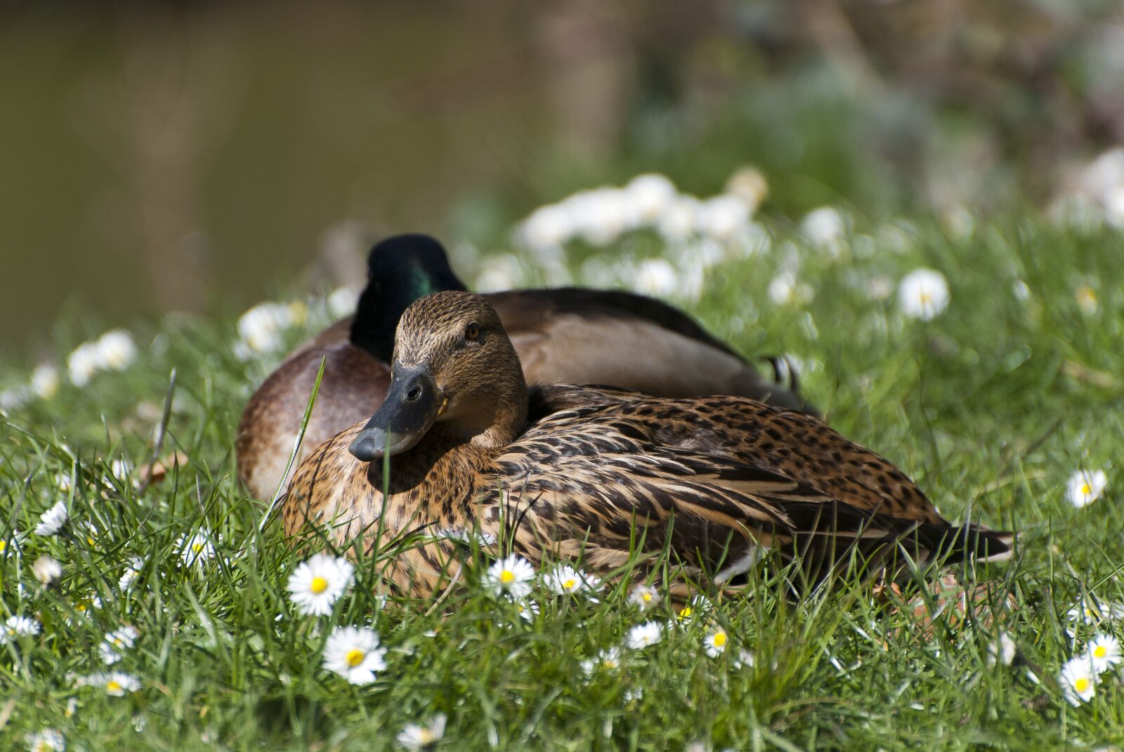 Nikon D80 sample photo. Ducks, park, pond photography