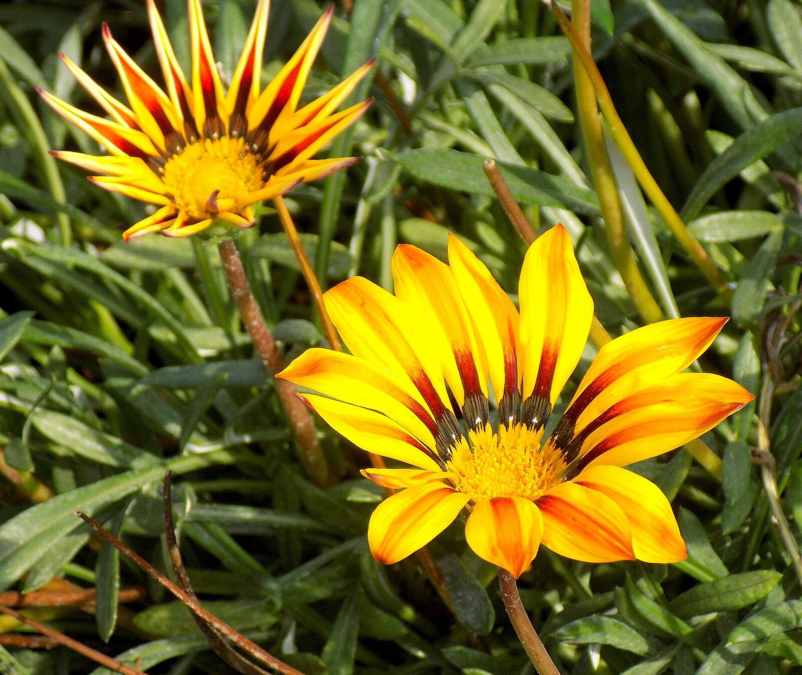 Nikon COOLPIX L330 sample photo. Nature, plant, summer photography