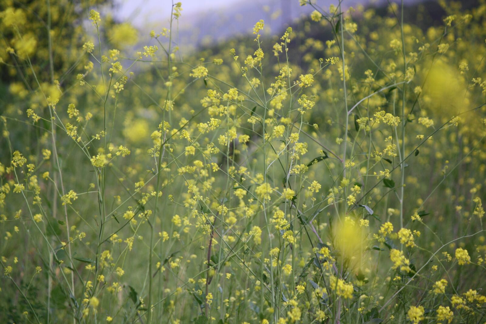 Canon EOS 1000D (EOS Digital Rebel XS / EOS Kiss F) sample photo. Flowers, field, blossom photography