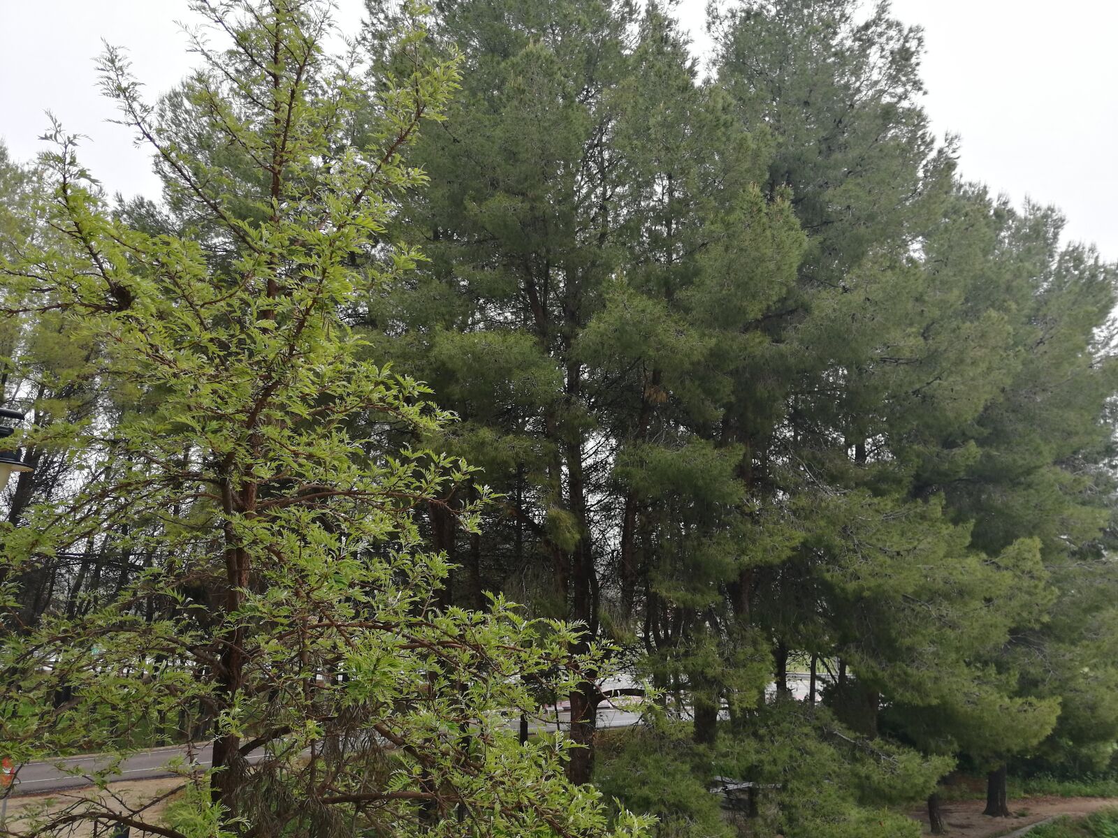 HUAWEI SNE-LX1 sample photo. Tree, green, cloudy photography