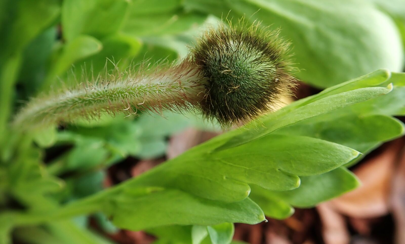 Olympus TG-5 sample photo. Poppy, flower, bud photography