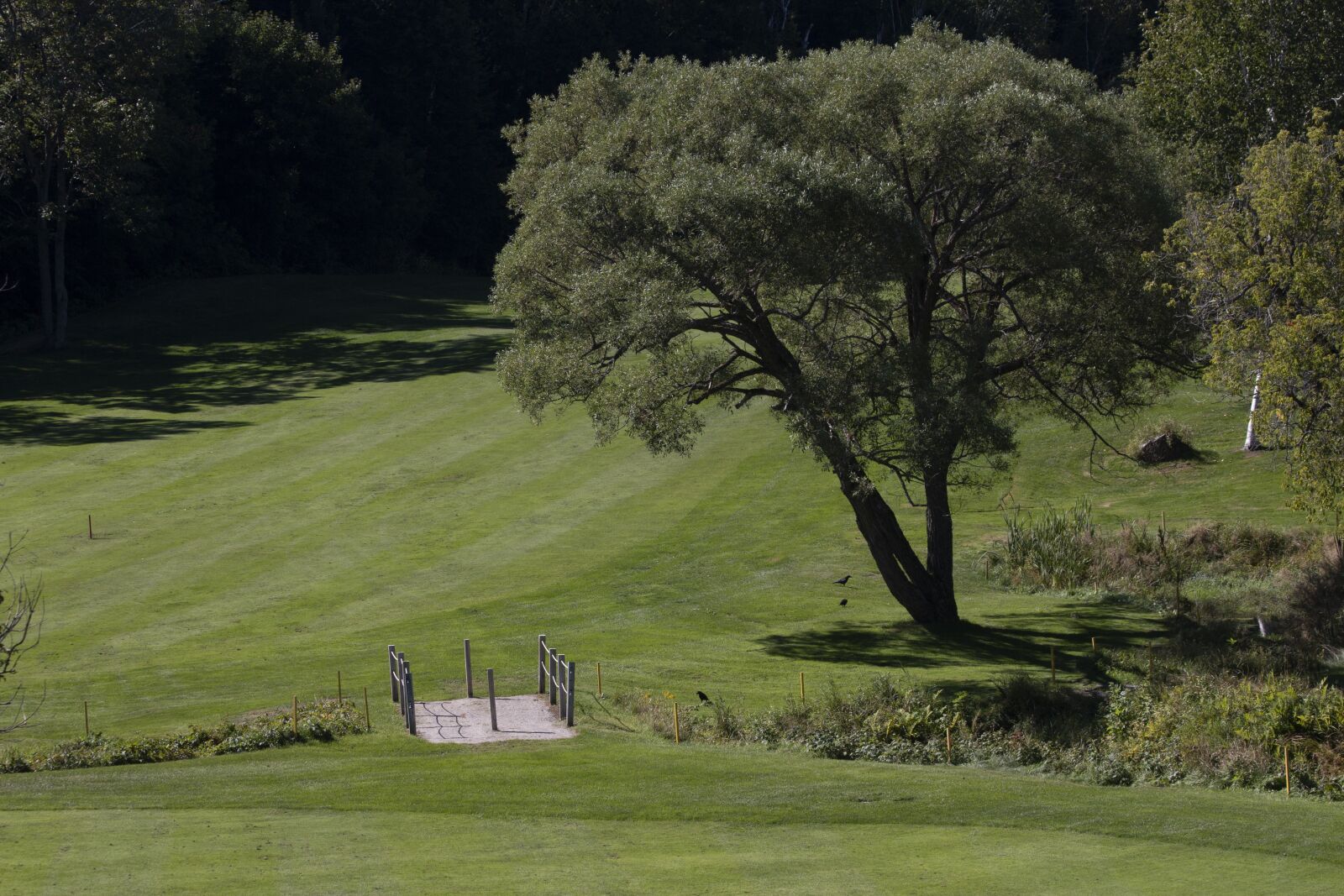Canon EOS 70D + Canon EF 70-300mm F4-5.6 IS USM sample photo. Tree, grass, golf course photography