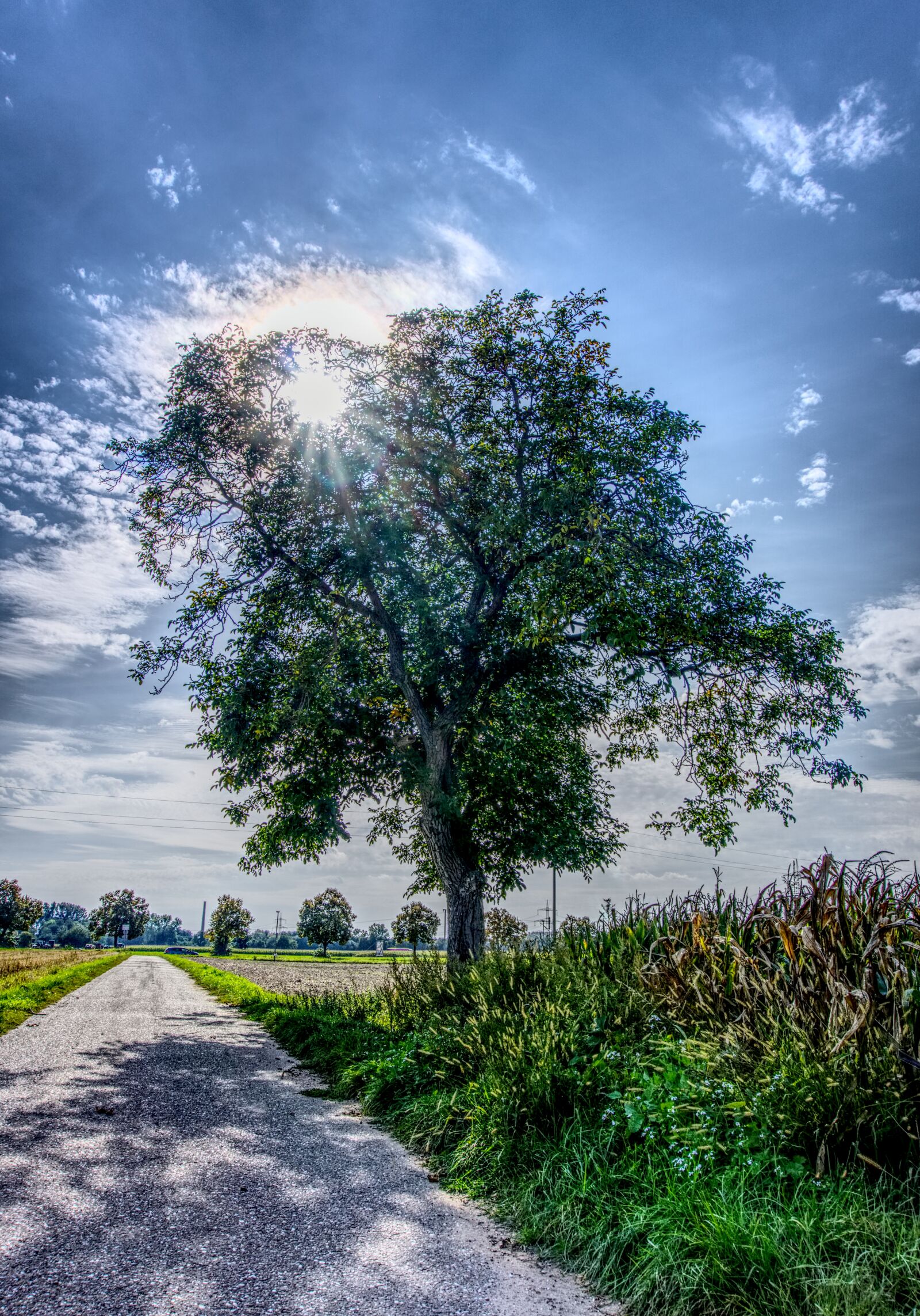 Sony a6000 sample photo. Tree, sky, blue photography
