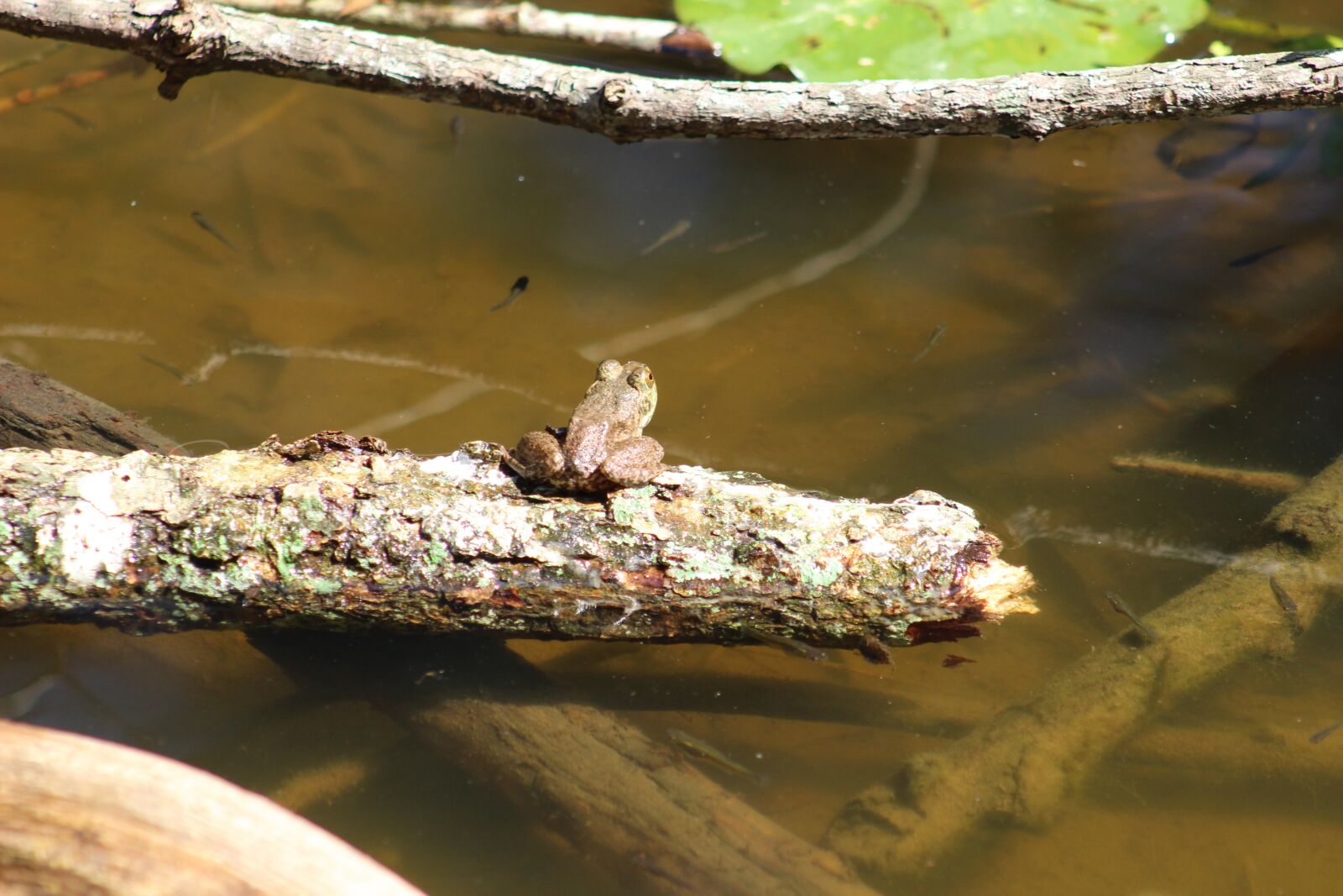 EF75-300mm f/4-5.6 sample photo. Frog, toad, log photography