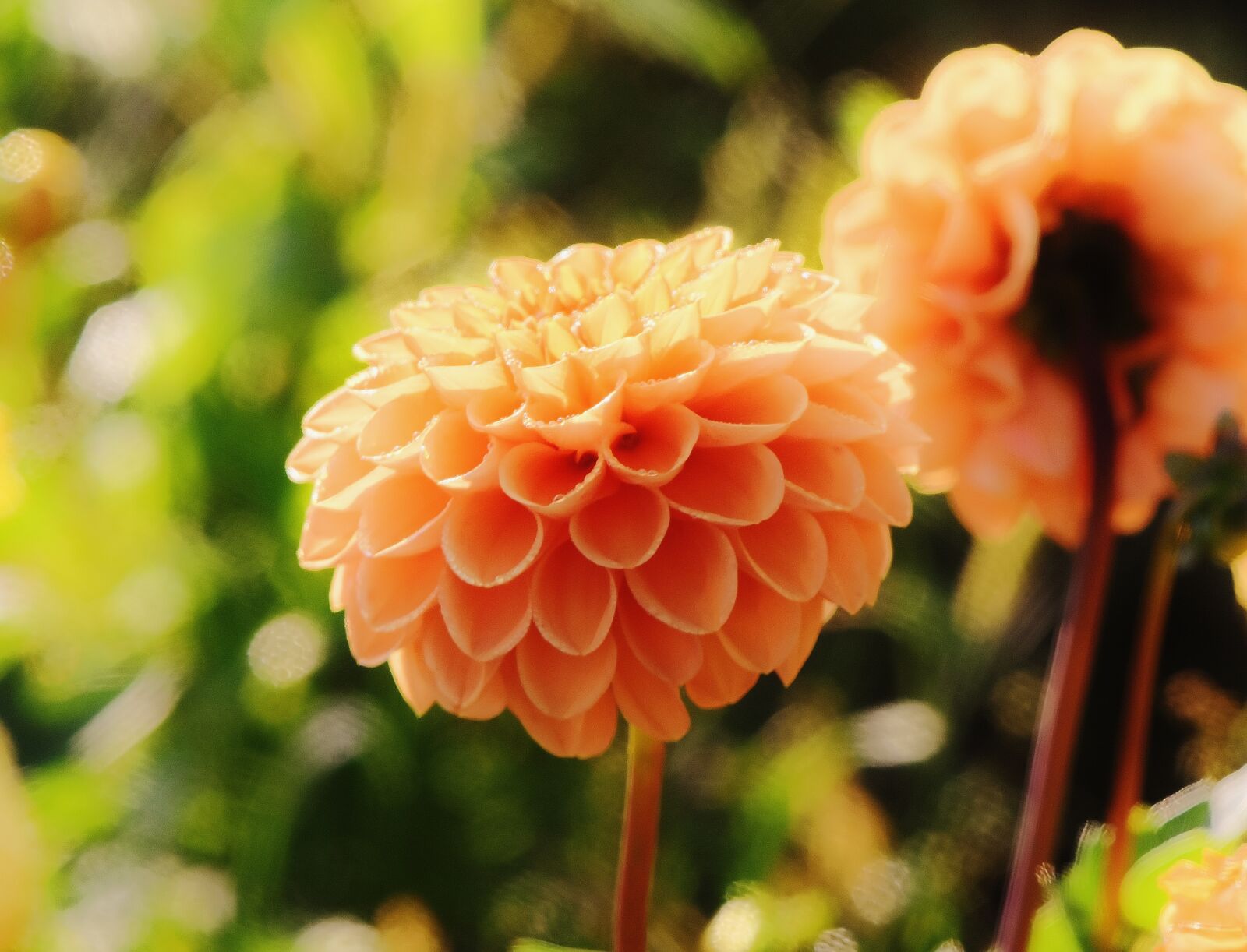 Nikon D7200 sample photo. Dahlia, dahlias, autumn photography