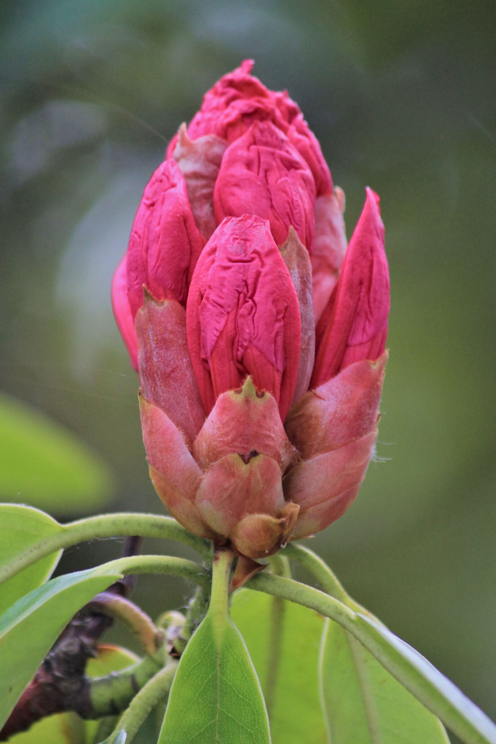 Canon EOS 550D (EOS Rebel T2i / EOS Kiss X4) sample photo. Flower, petals, leaves photography