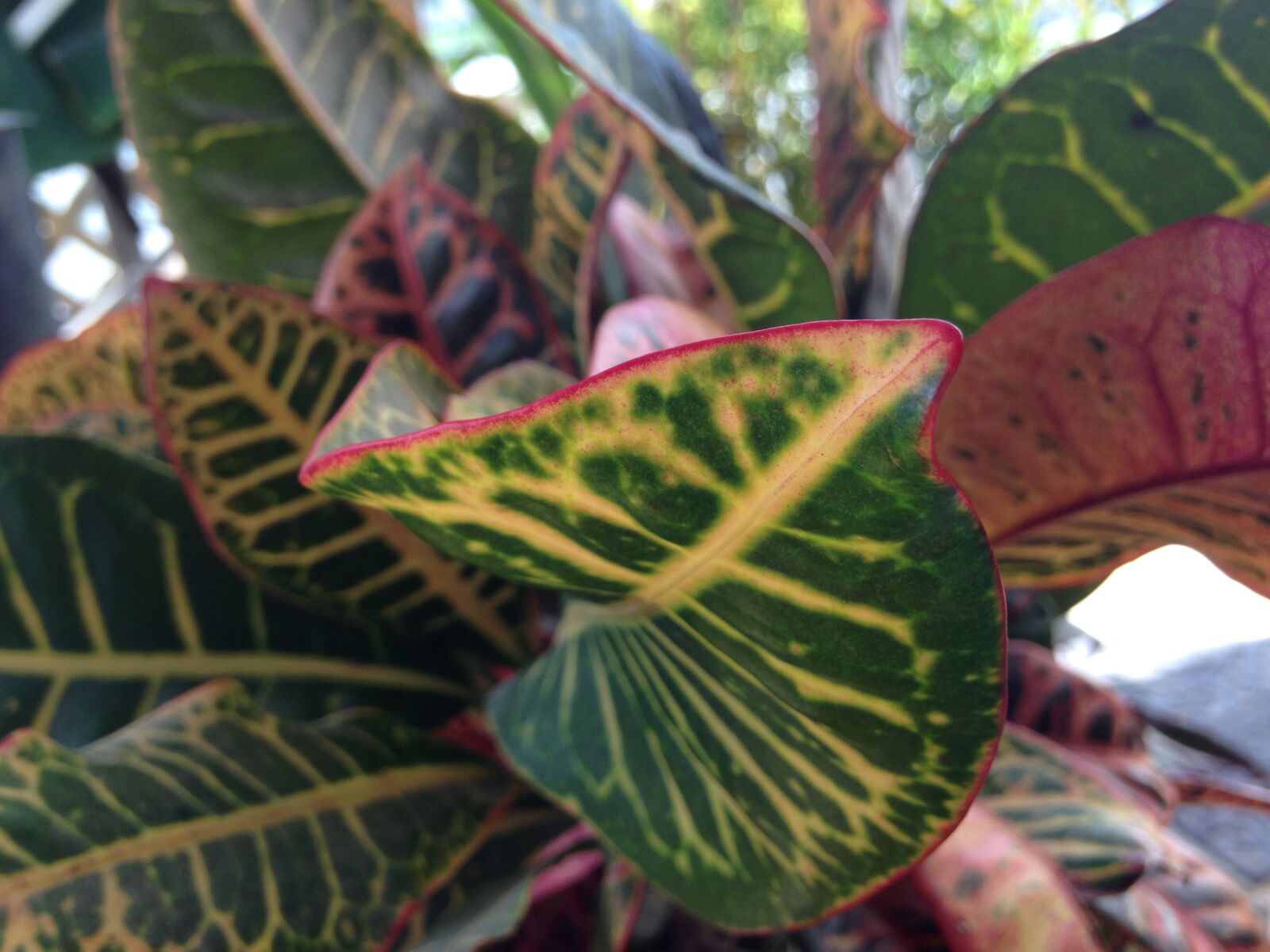 iPhone 5c back camera 4.12mm f/2.4 sample photo. Nature, flowers, spring photography