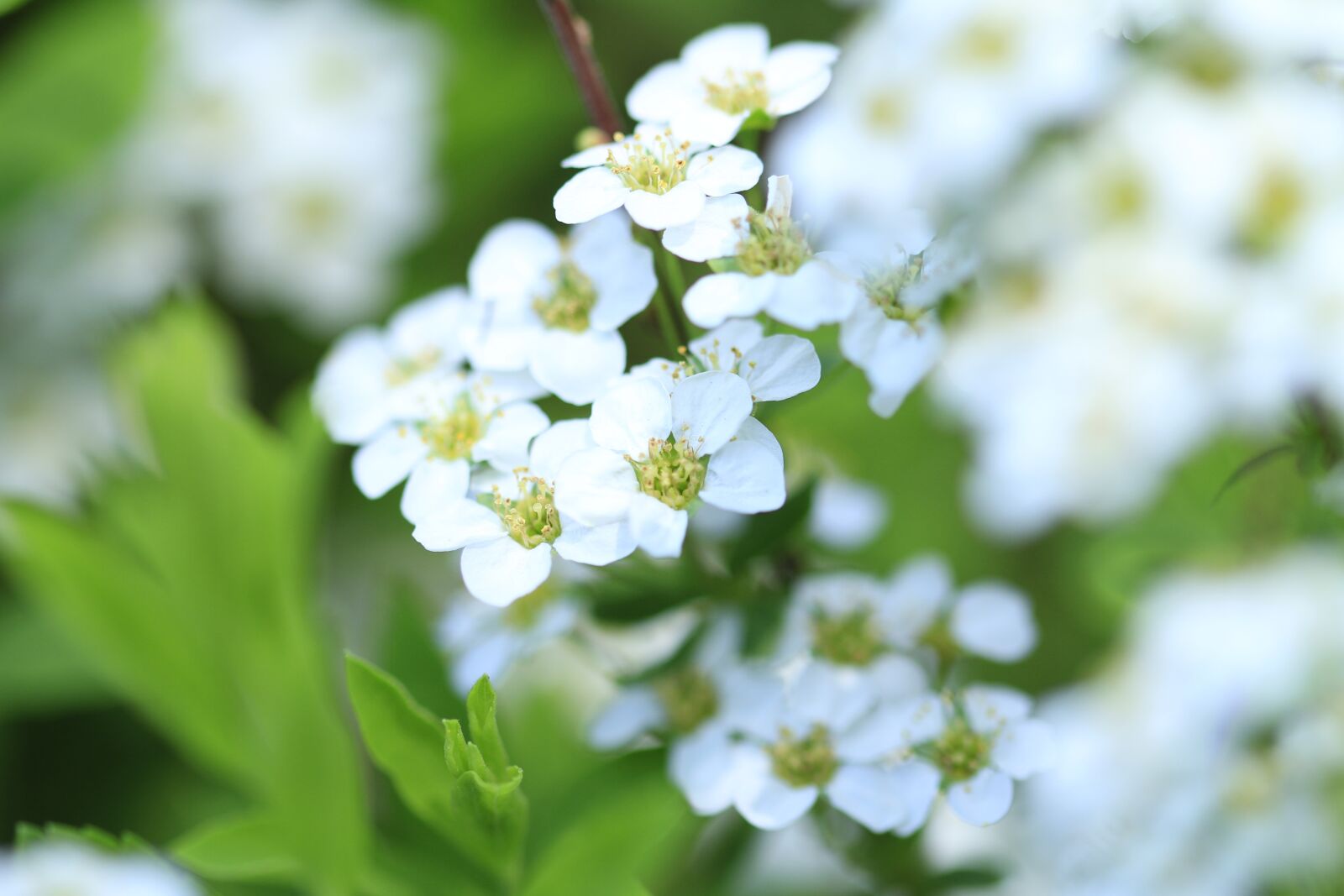 Canon EOS 7D sample photo. Flowers, white, spring photography