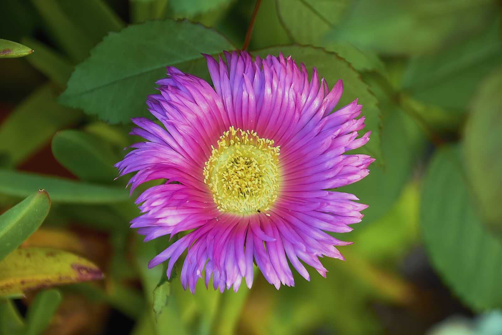 Nikon D7200 sample photo. Flower, garden, red photography