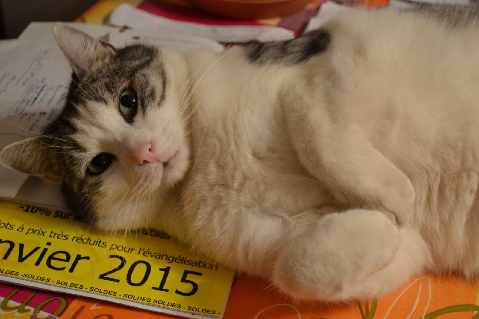Nikon D3100 sample photo. Animal, cat, lying photography