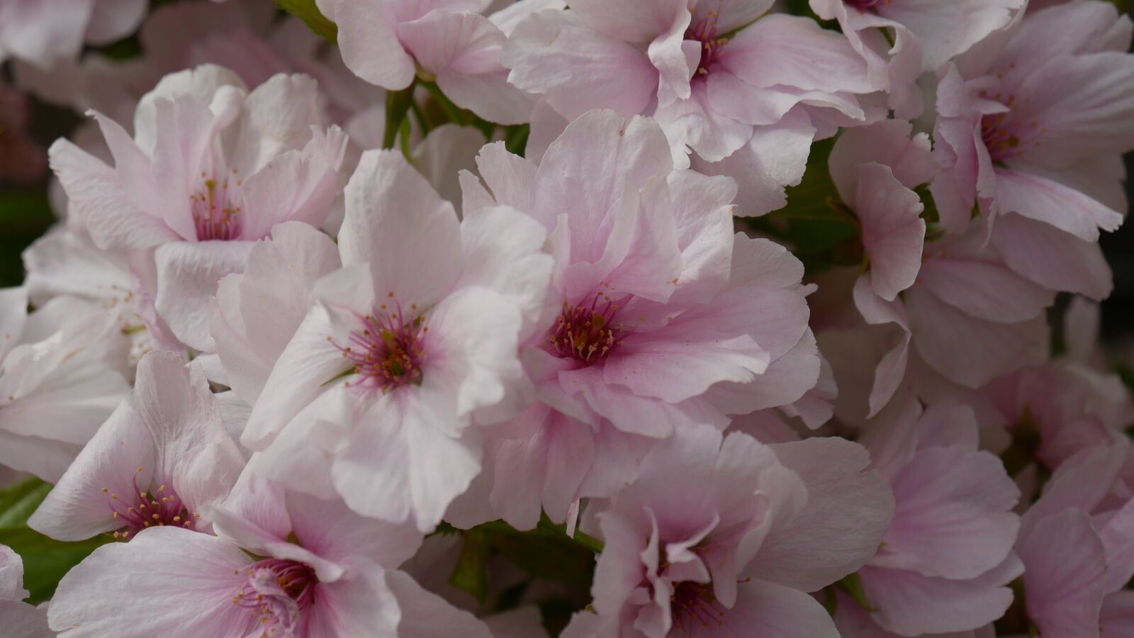 Panasonic Lumix DMC-GX85 (Lumix DMC-GX80 / Lumix DMC-GX7 Mark II) sample photo. Apple, flower, apple, tree photography