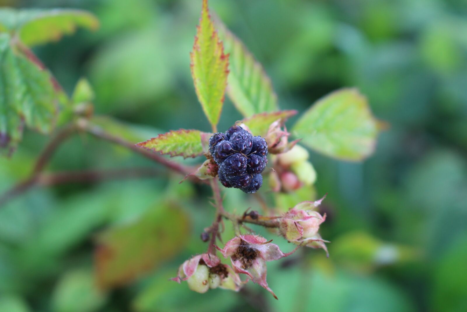 Canon EOS 100D (EOS Rebel SL1 / EOS Kiss X7) sample photo. Blackberry, bush, nature photography
