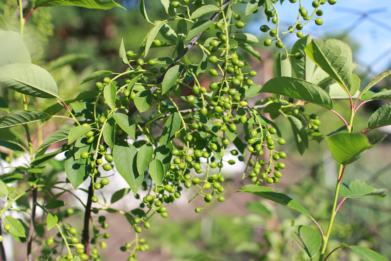 Canon EOS 60D sample photo. Bird cherry, spring, green photography