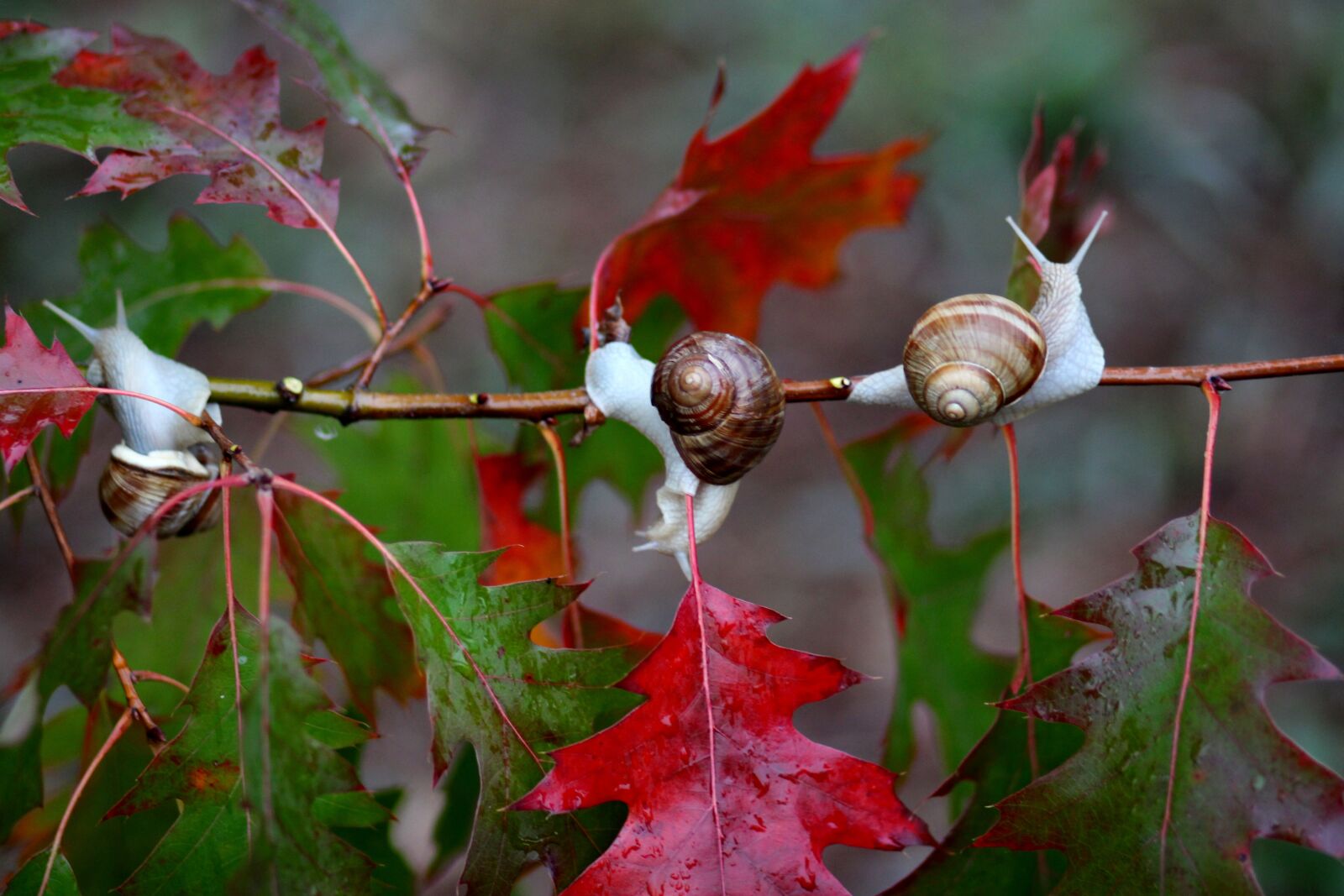 Canon EOS 700D (EOS Rebel T5i / EOS Kiss X7i) + Canon EF 85mm F1.8 USM sample photo. Snails, leaves, red photography
