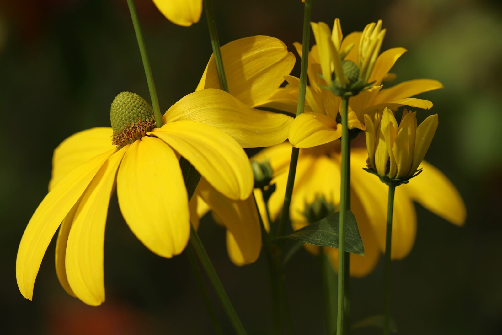 Canon EOS 800D (EOS Rebel T7i / EOS Kiss X9i) sample photo. Coneflower, black eyed, blossom photography