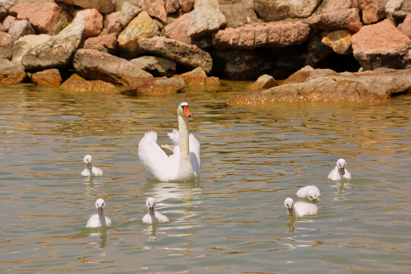 Nikon D7100 sample photo. Swan, mom, children photography