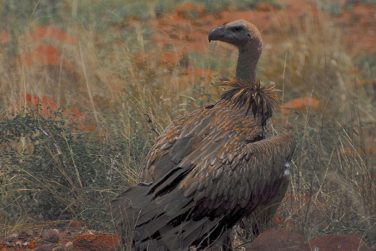 Nikon D200 sample photo. Vulture, wild, namibia photography