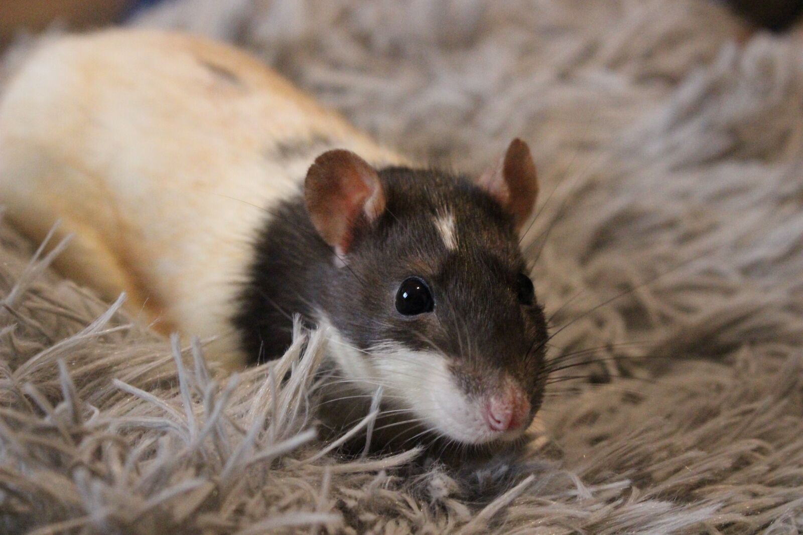 Canon EOS 100D (EOS Rebel SL1 / EOS Kiss X7) sample photo. Charming, a little, mammals photography