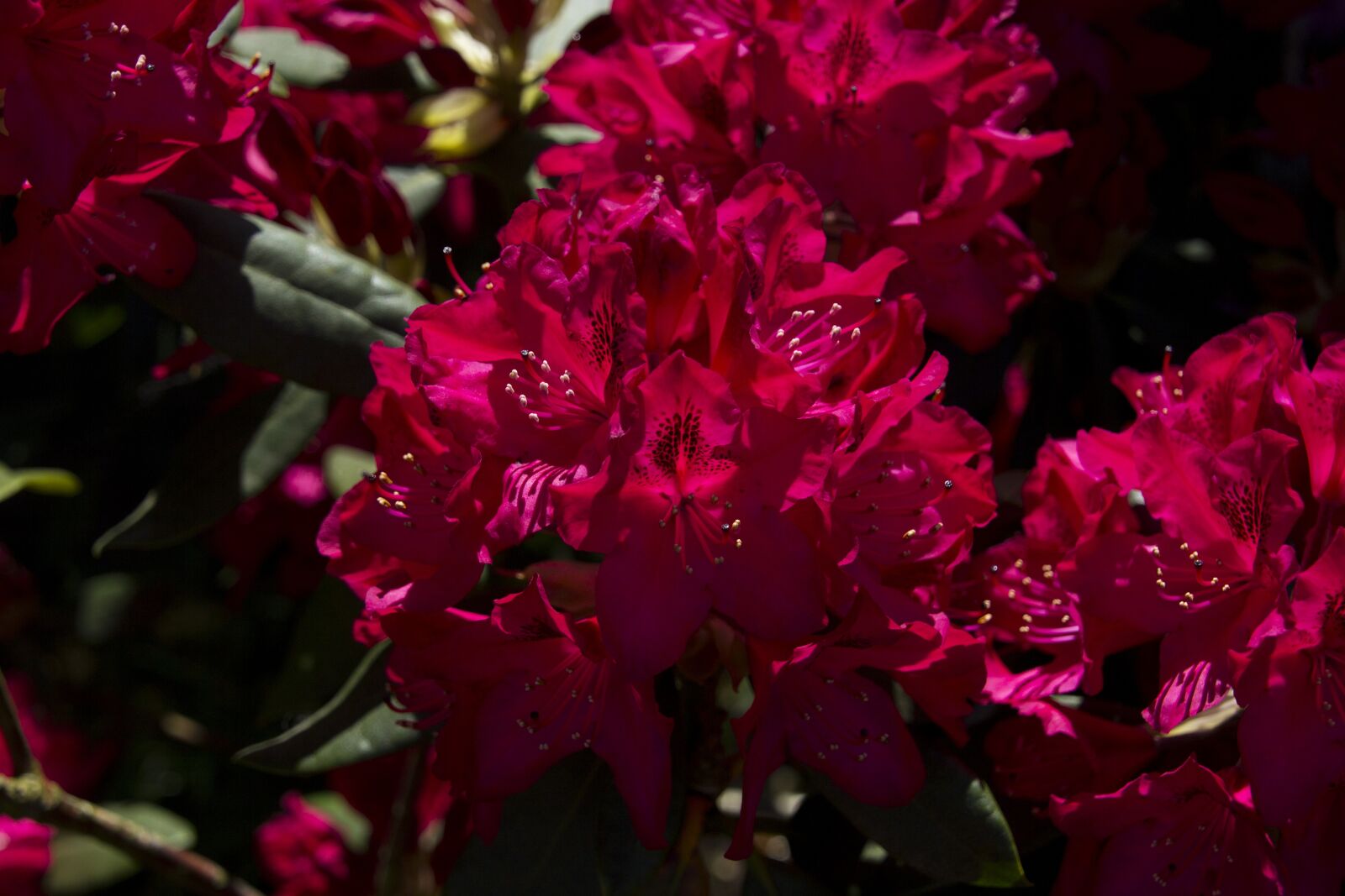 Canon EOS 60D sample photo. Flower, blossom, bloom photography
