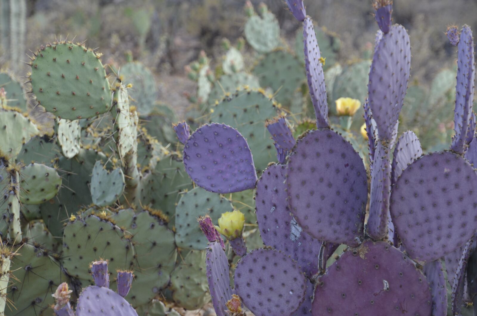 Nikon D5100 sample photo. Prickly pear, purple, green photography