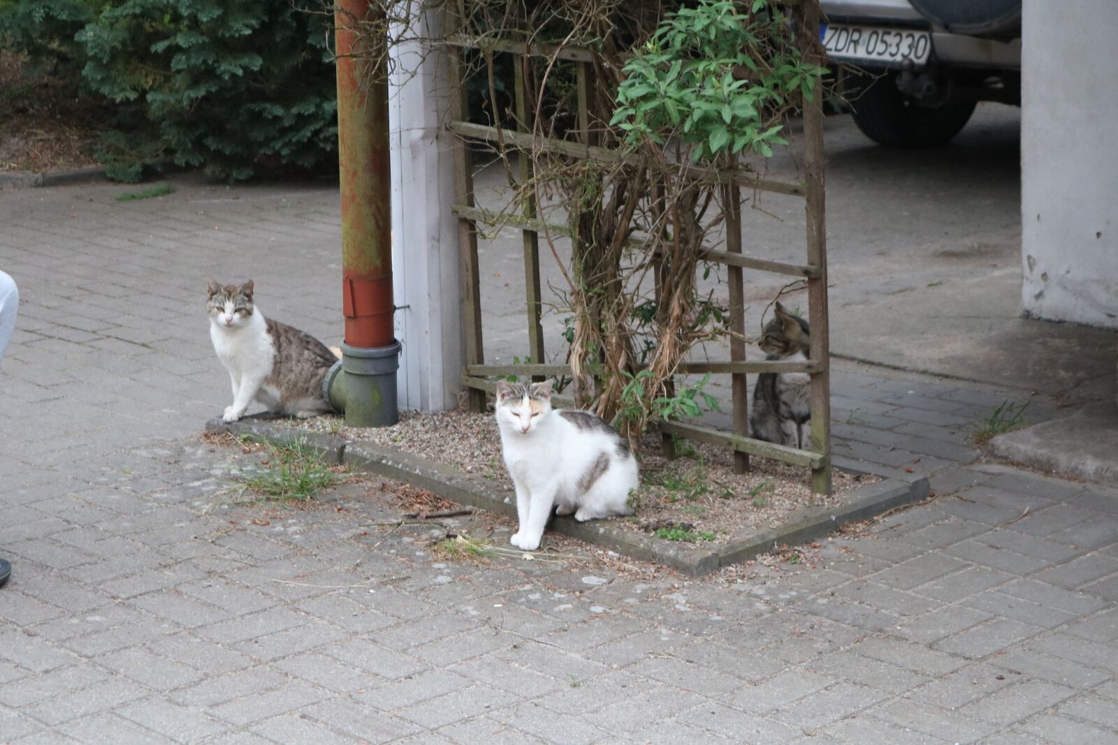 Canon EOS 750D (EOS Rebel T6i / EOS Kiss X8i) sample photo. Cats, white, wood photography