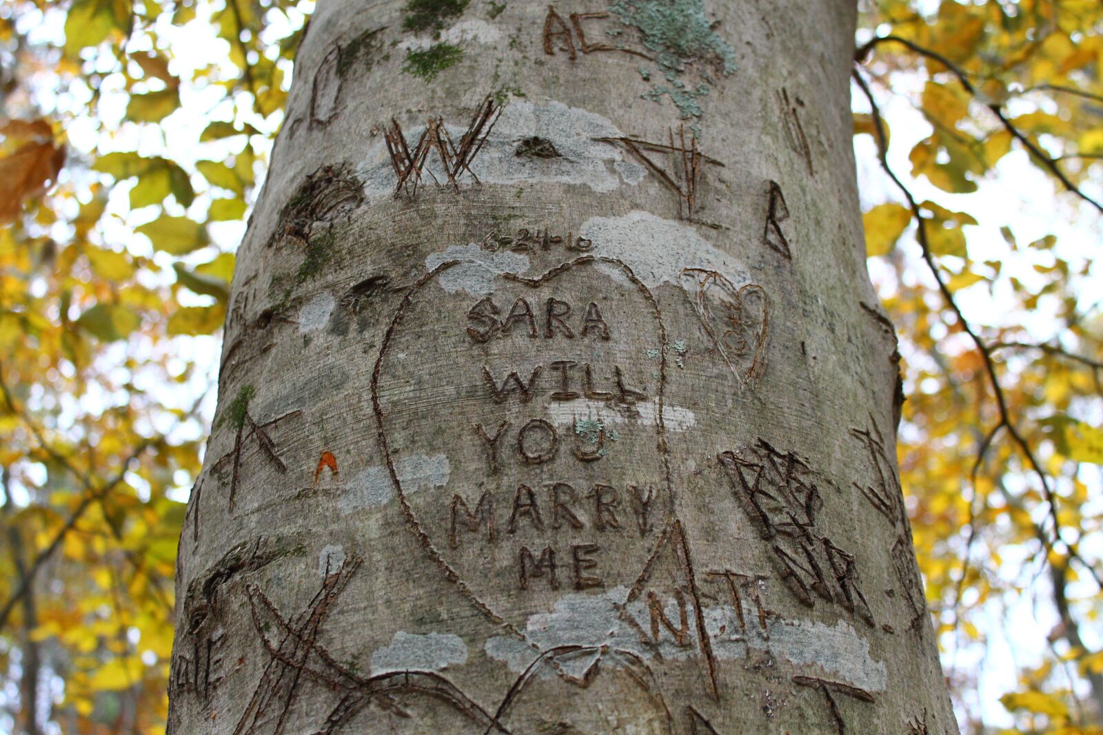 Canon EOS 1100D (EOS Rebel T3 / EOS Kiss X50) sample photo. Tree carvings, trees, nature photography
